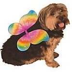 Dog Holiday Gifts