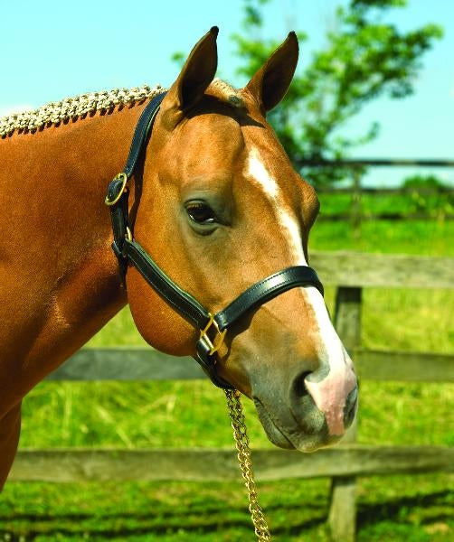 Perri's Soft Padded Leather Halter