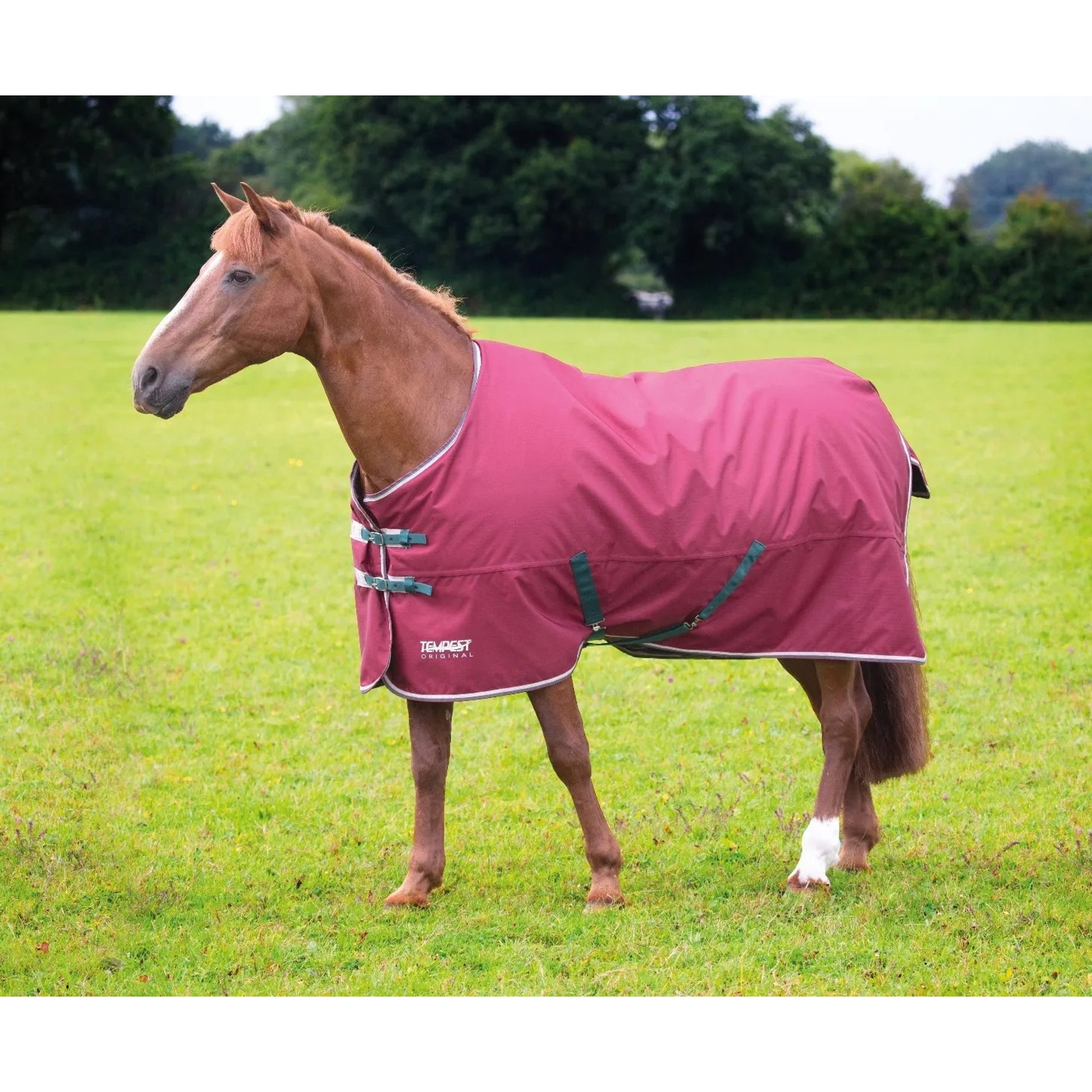 Shires Tempest Original 200g TO