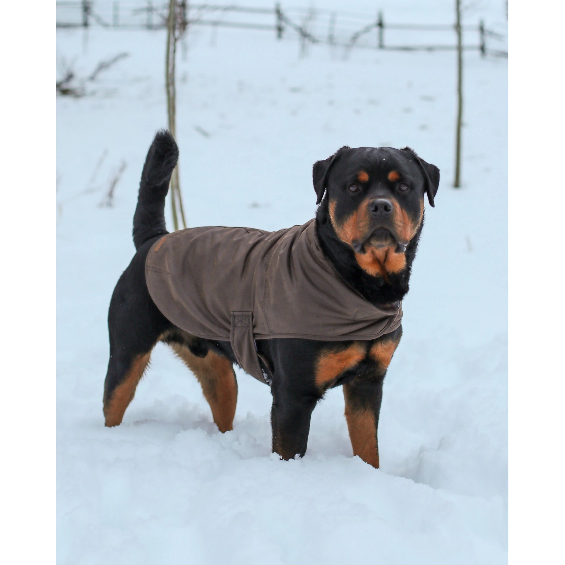 Outback Trading Marty Dog Coat