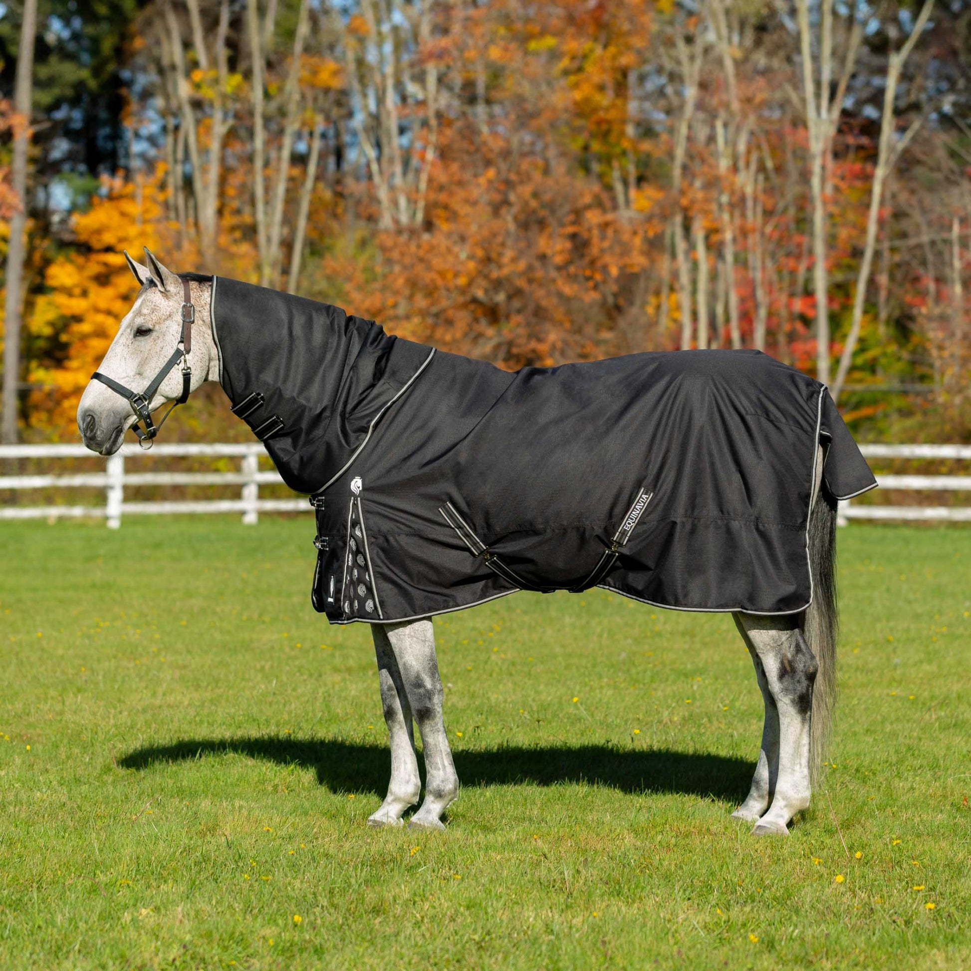 Equinavia Norse Heavy Weight TO 300g