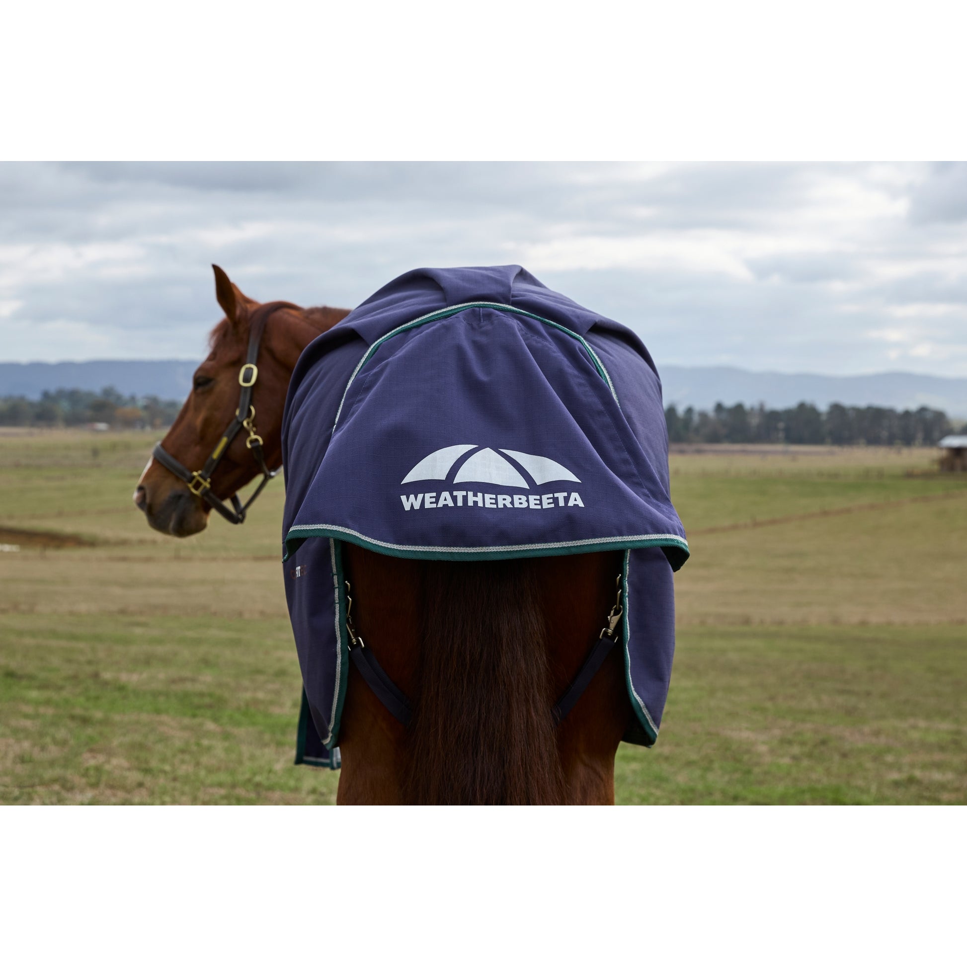 Weatherbeeta ComFiTec Plus Dynamic Turnout Standard Neck 100g