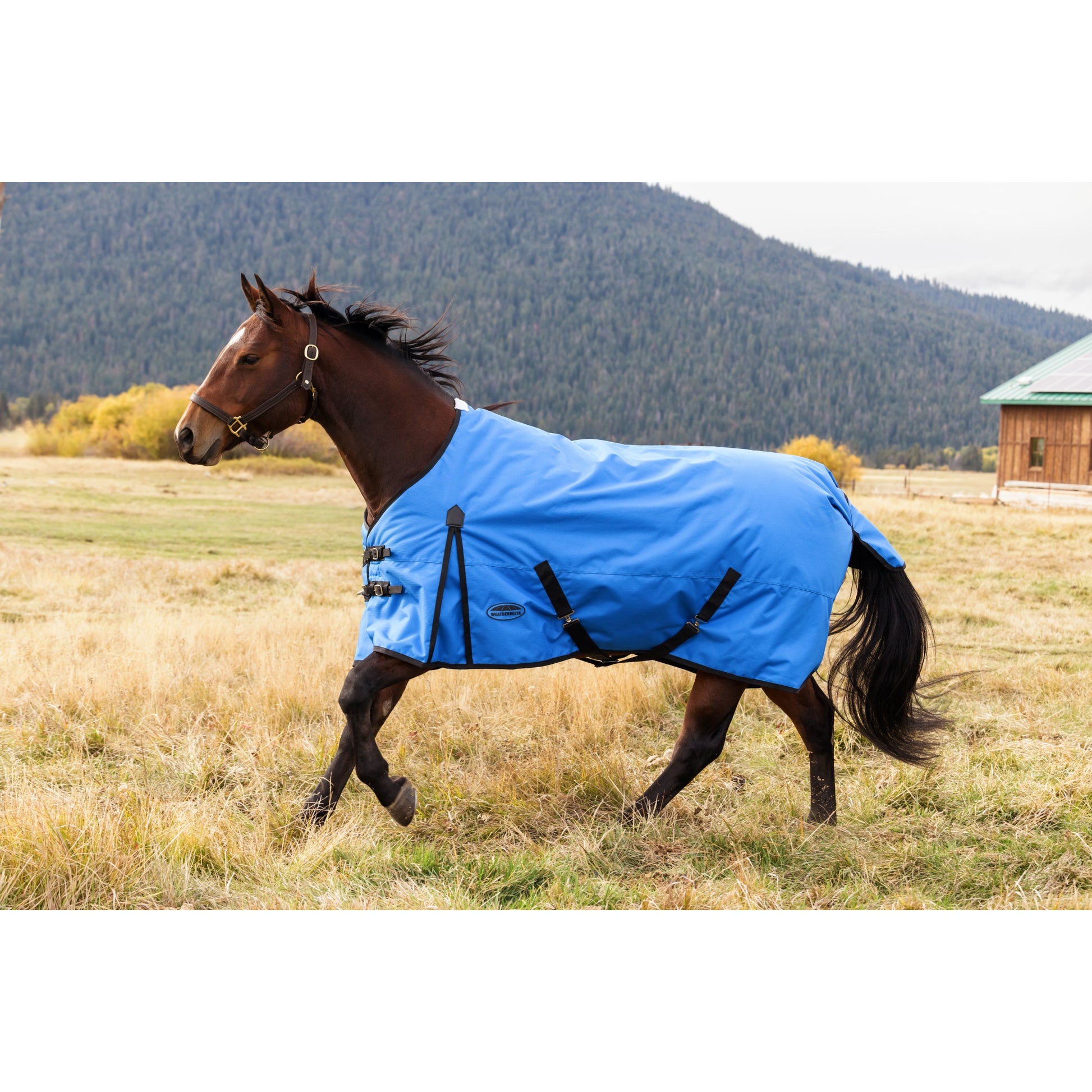 Weatherbeeta ComFiTec Original Turnout Standard Neck 0g