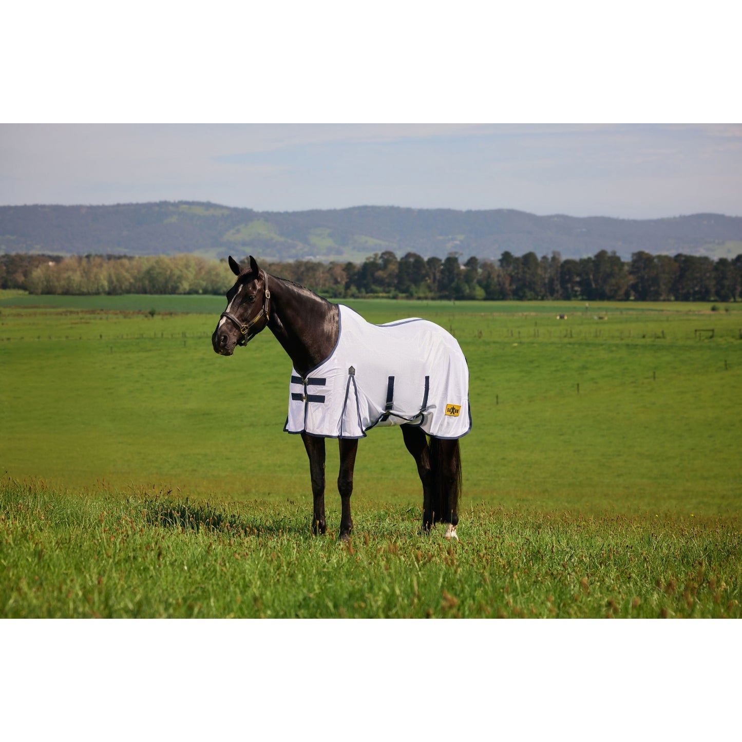 4-493230-01.jpg