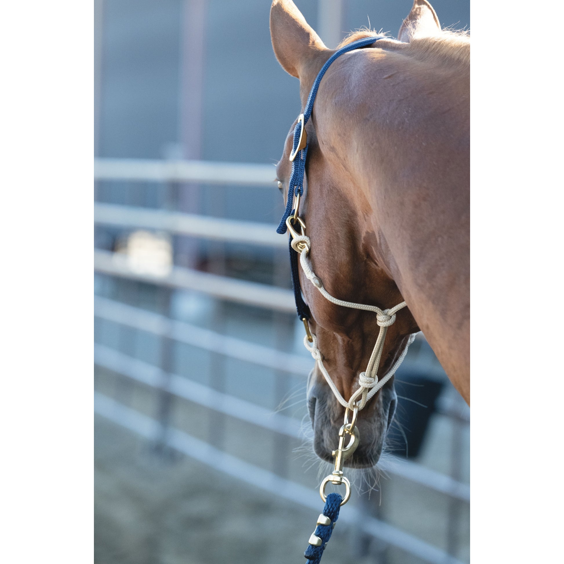 Weaver Kalley Krickeberg Nylon & Rope Combination Horsemans Halter