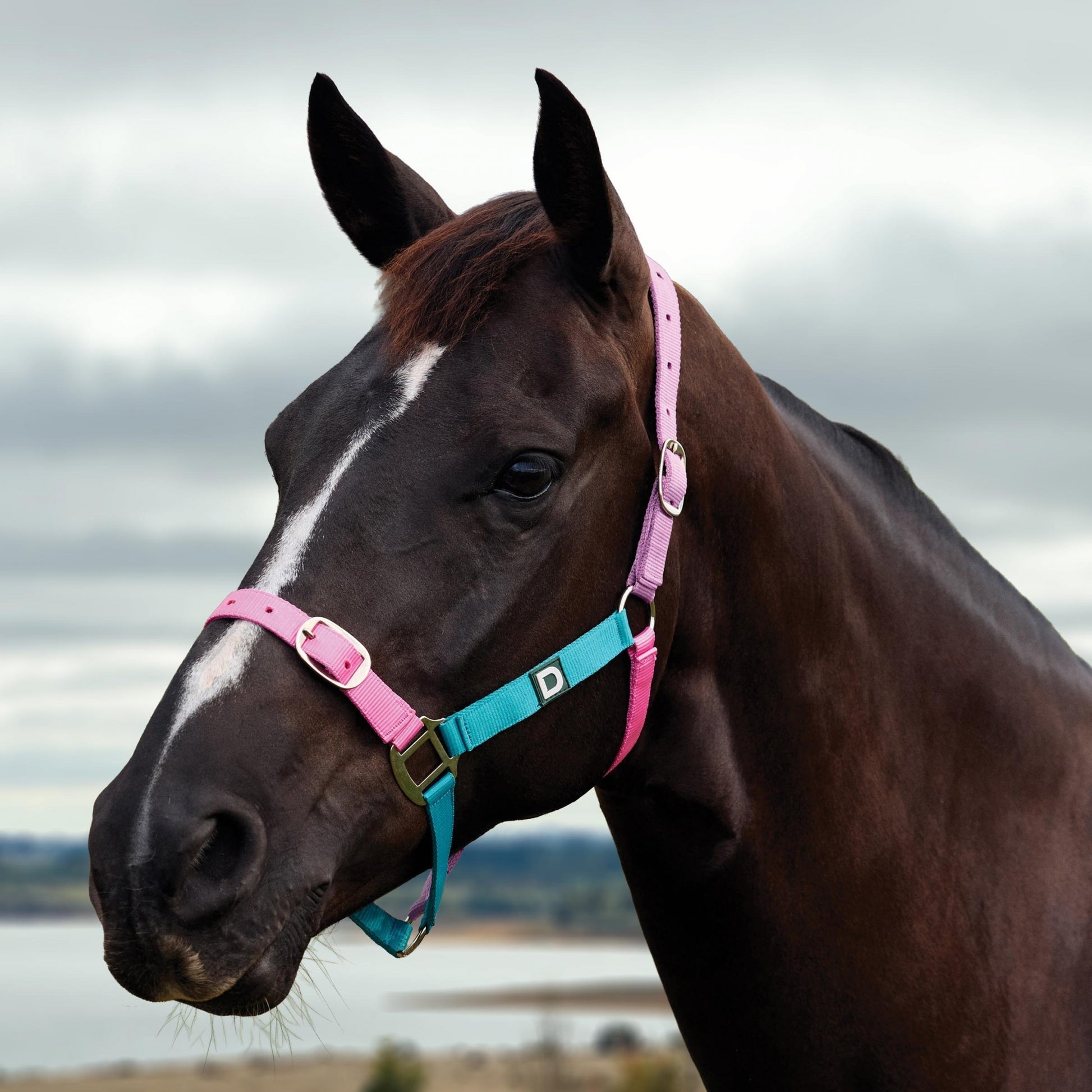 Dublin Everyday Breakaway Halter