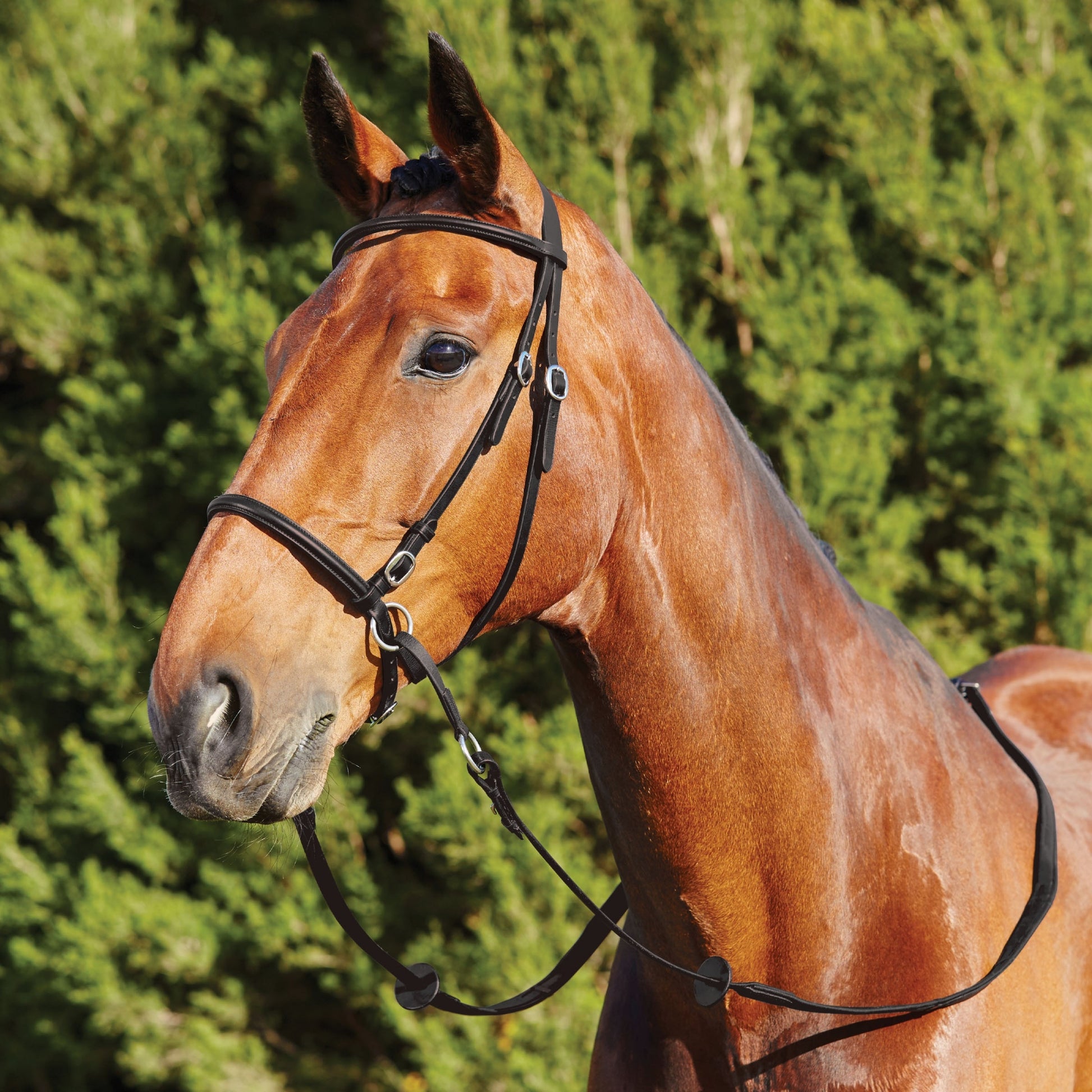 Dublin Bitless Bridle