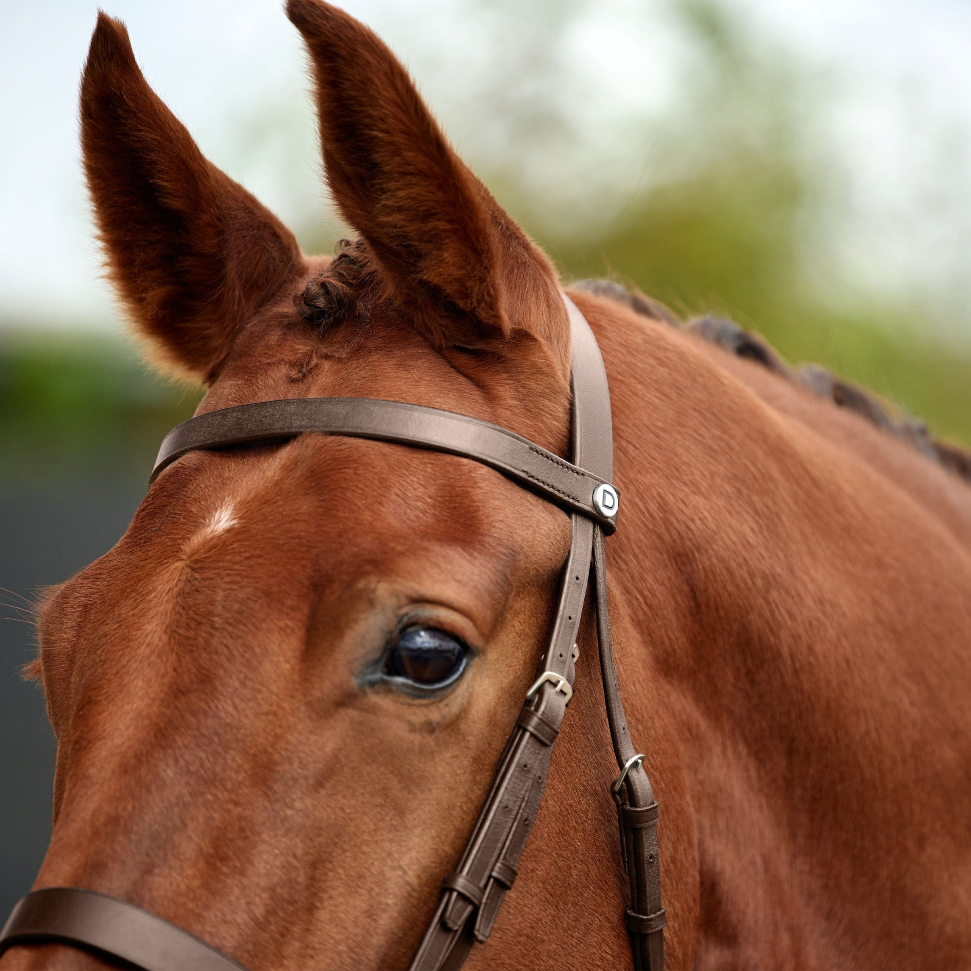 Dublin Flat Cavesson Bridle
