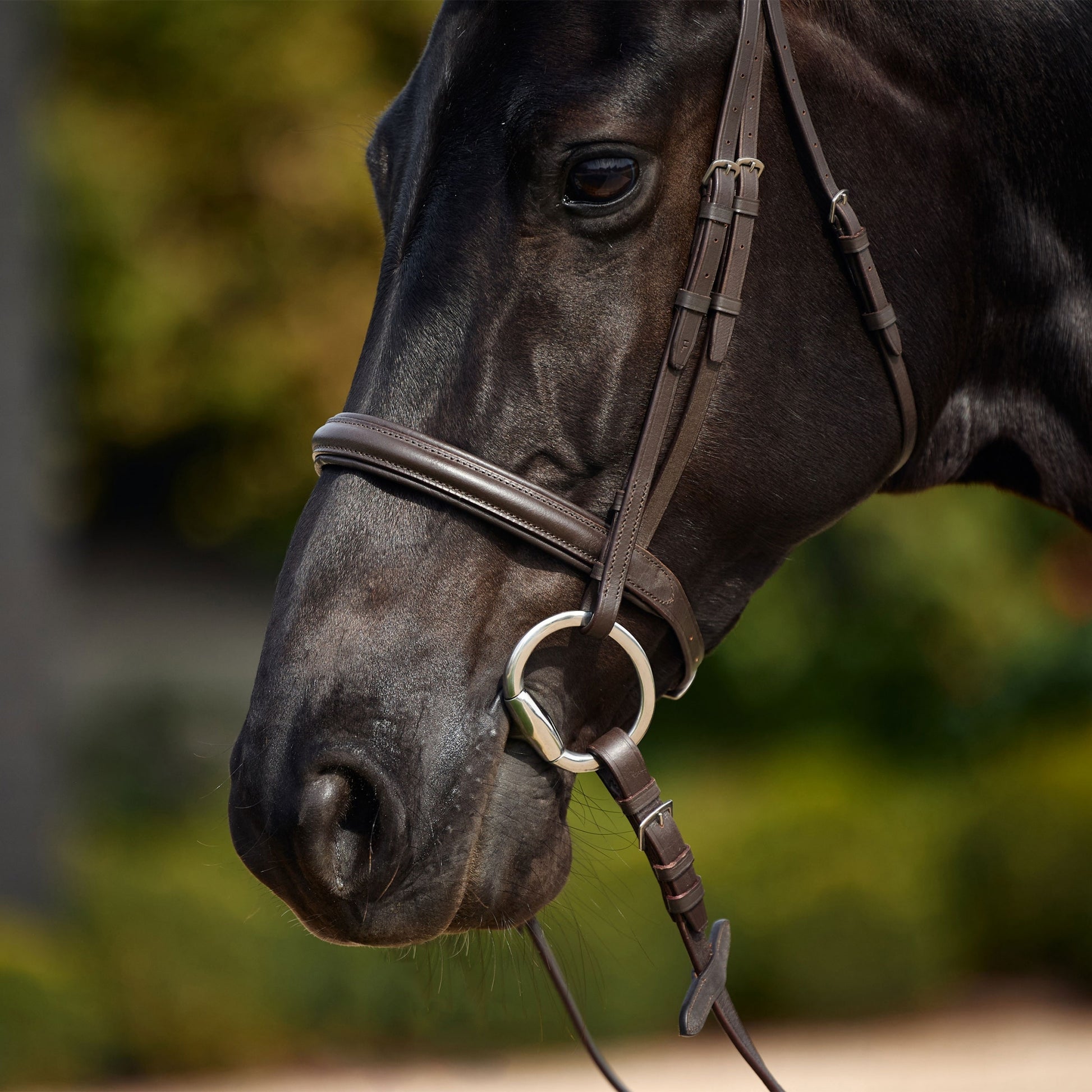 Dublin Padded Cavesson Bridle