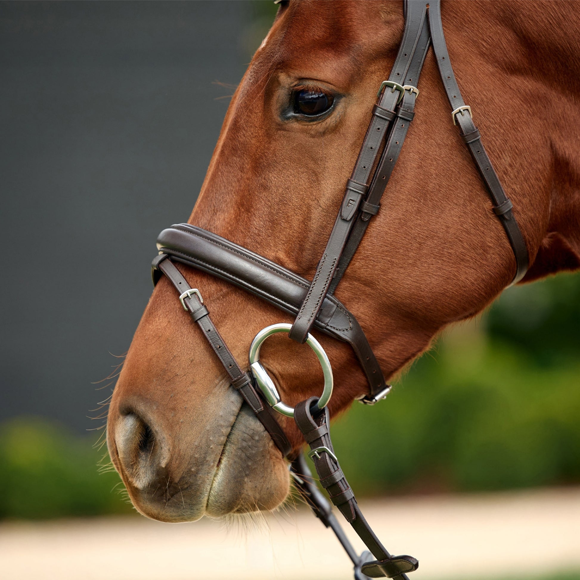 Dublin Padded Flash Bridle