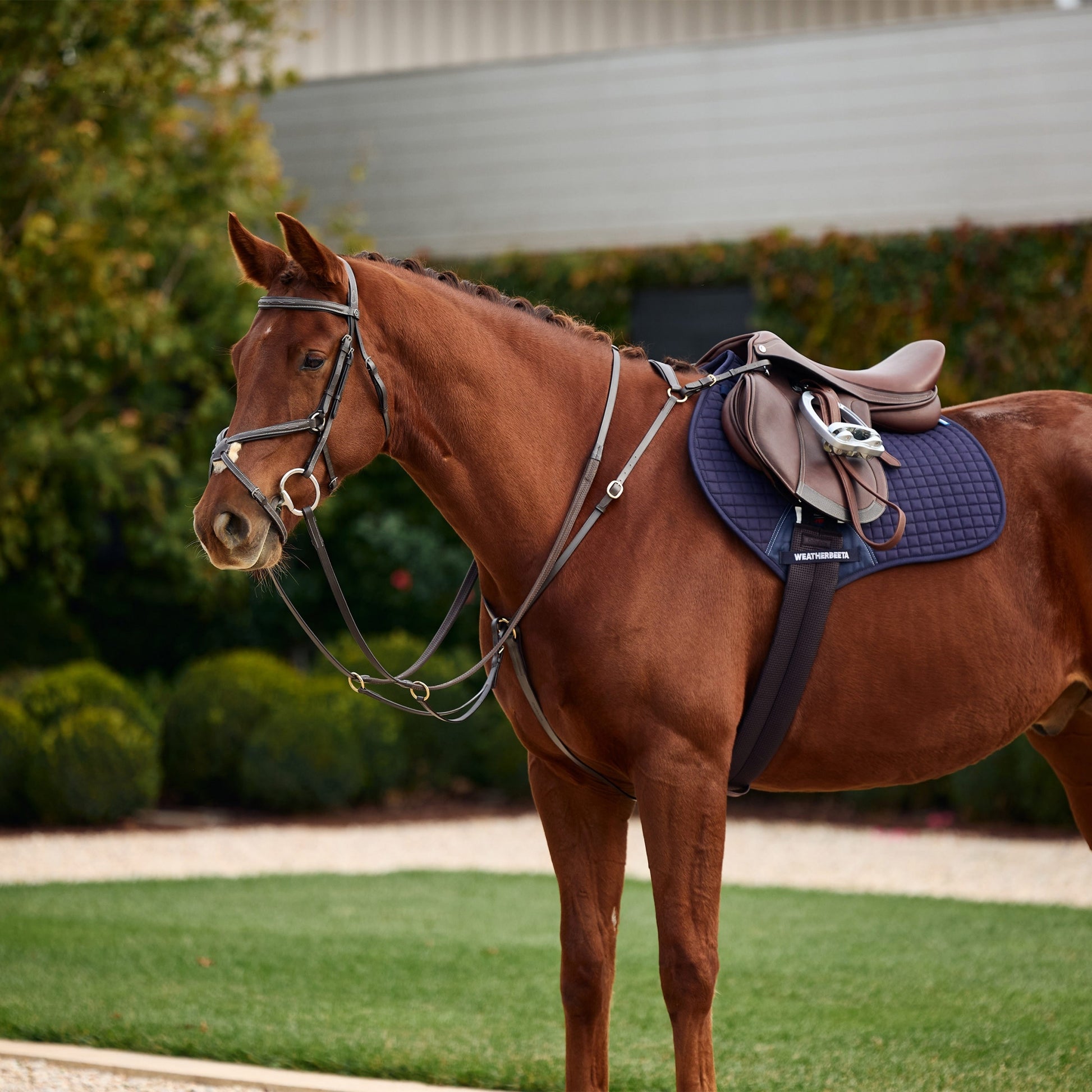 Dublin 3-Point Breastplate