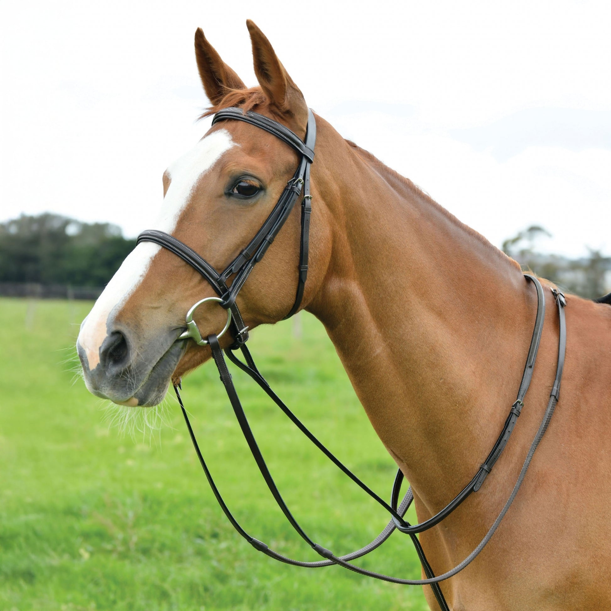 Dublin Standing Martingale