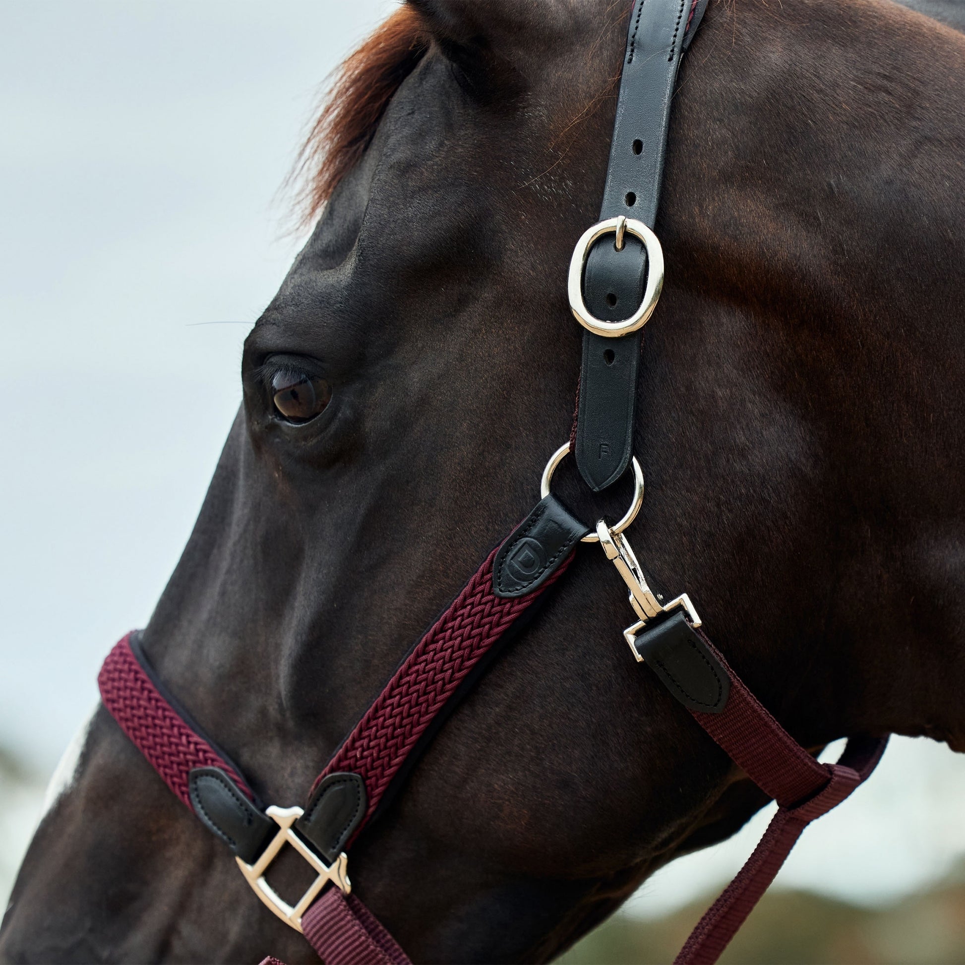 Dublin Braided Leather Headcollar
