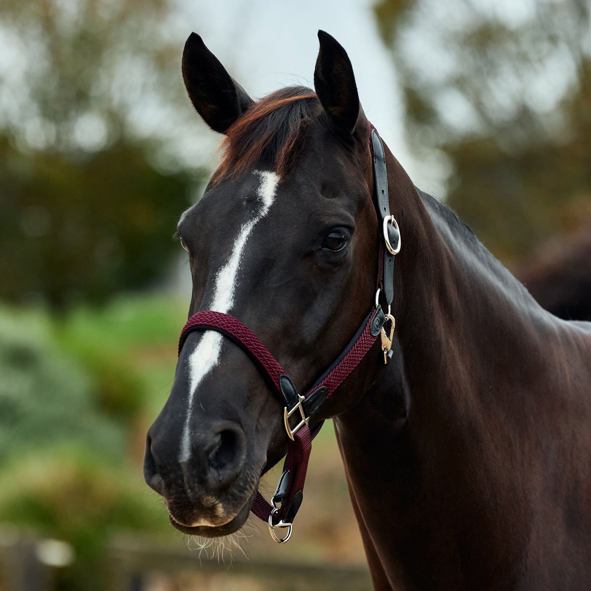 Dublin Braided Leather Headcollar