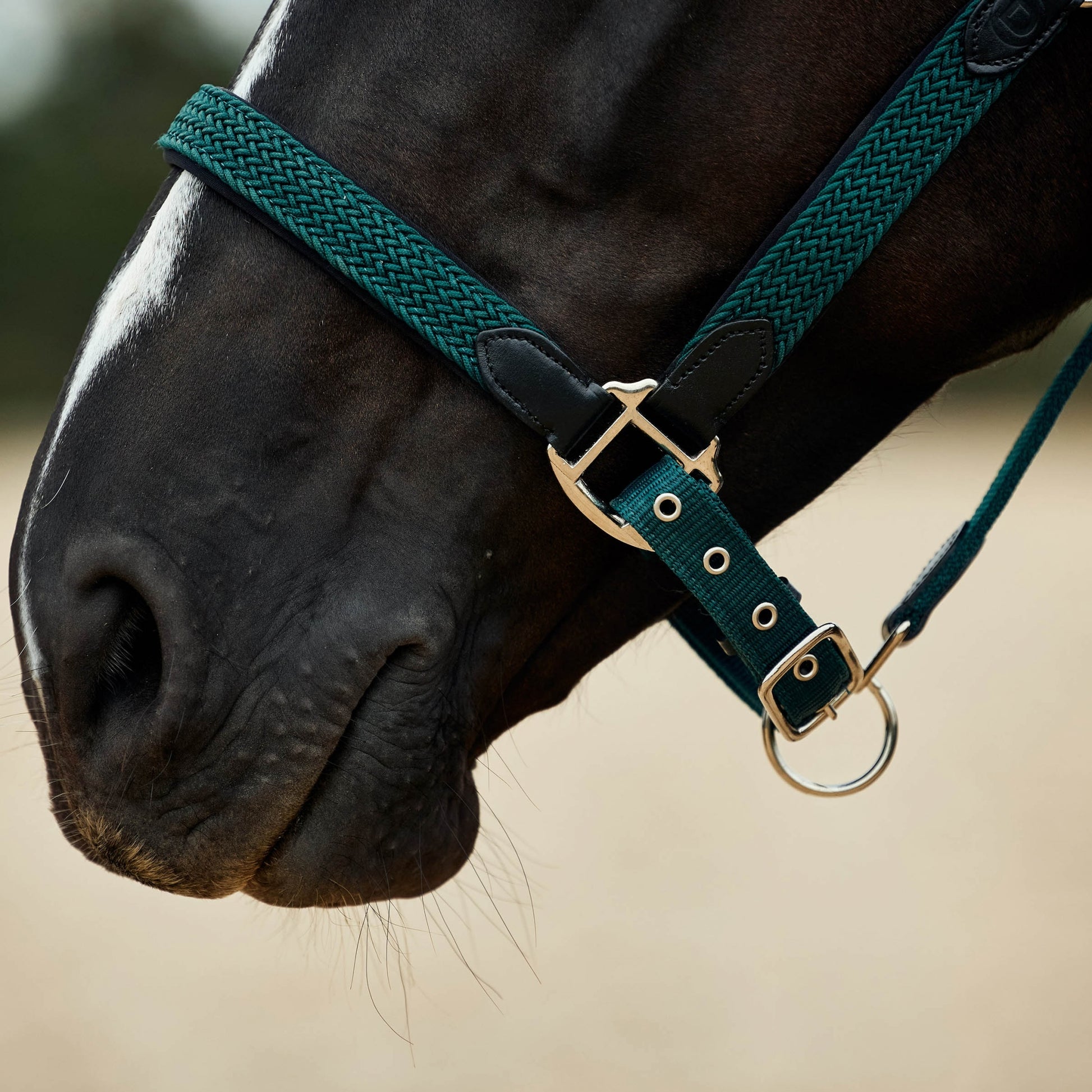 Dublin Braided Leather Headcollar