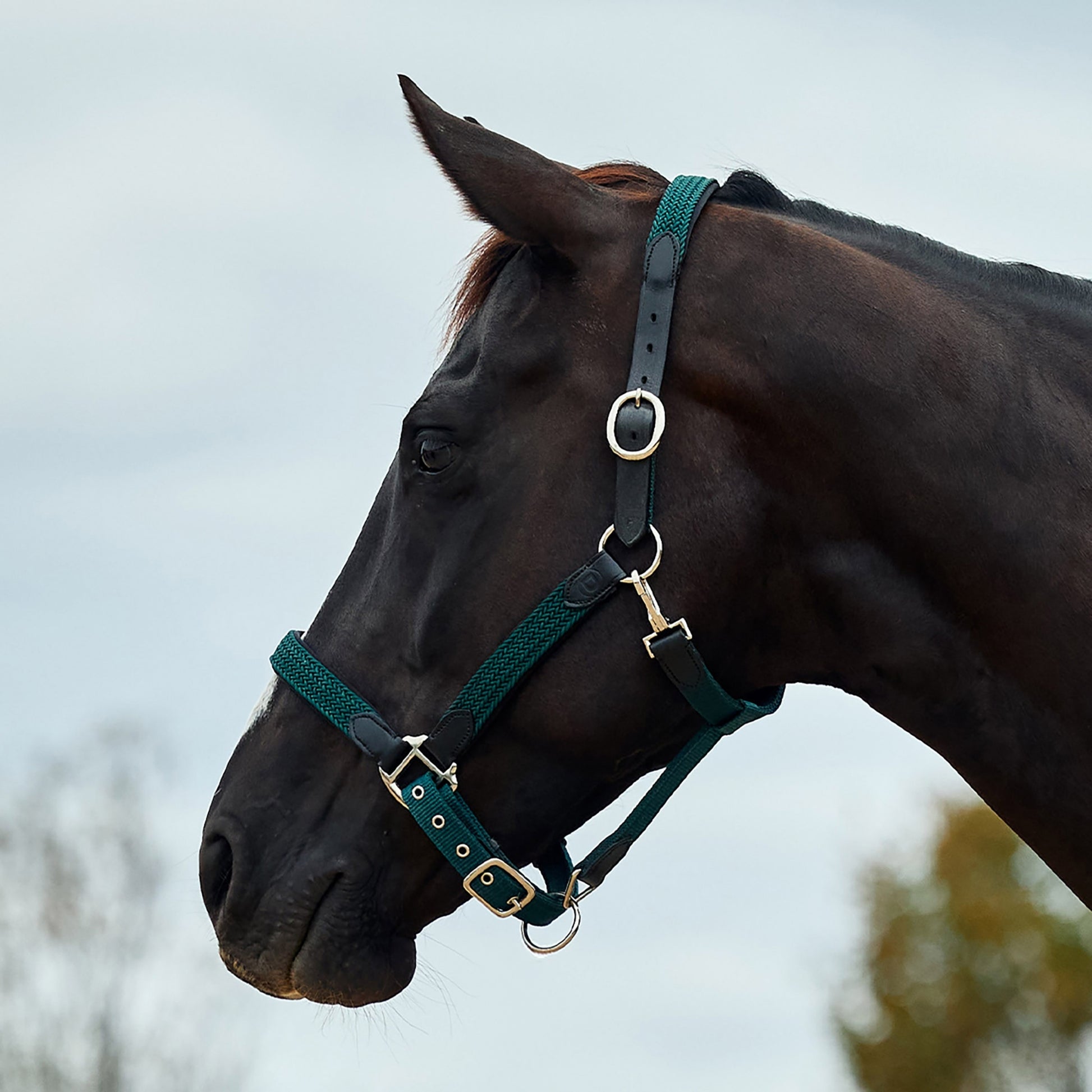 Dublin Braided Leather Headcollar