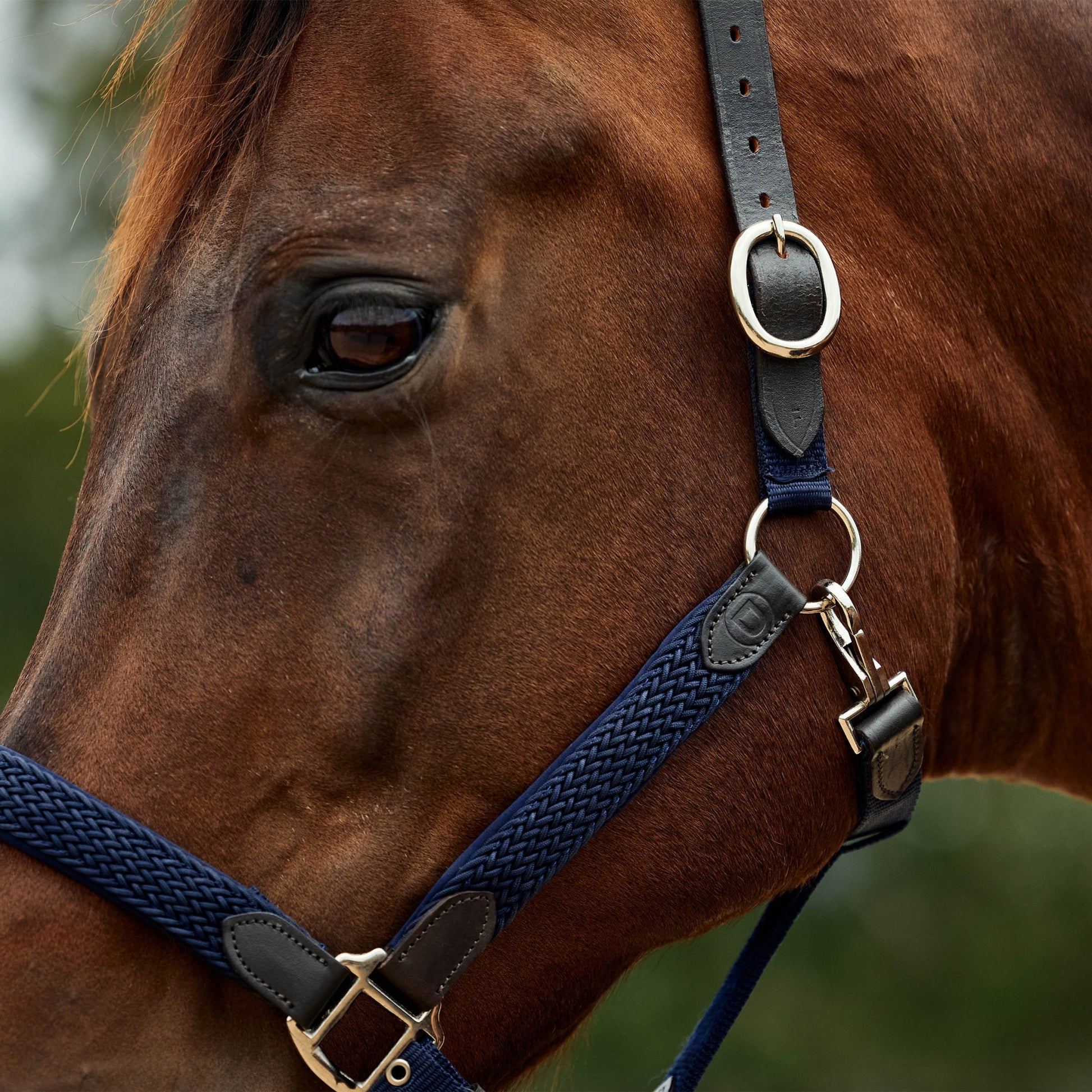 Dublin Braided Leather Headcollar