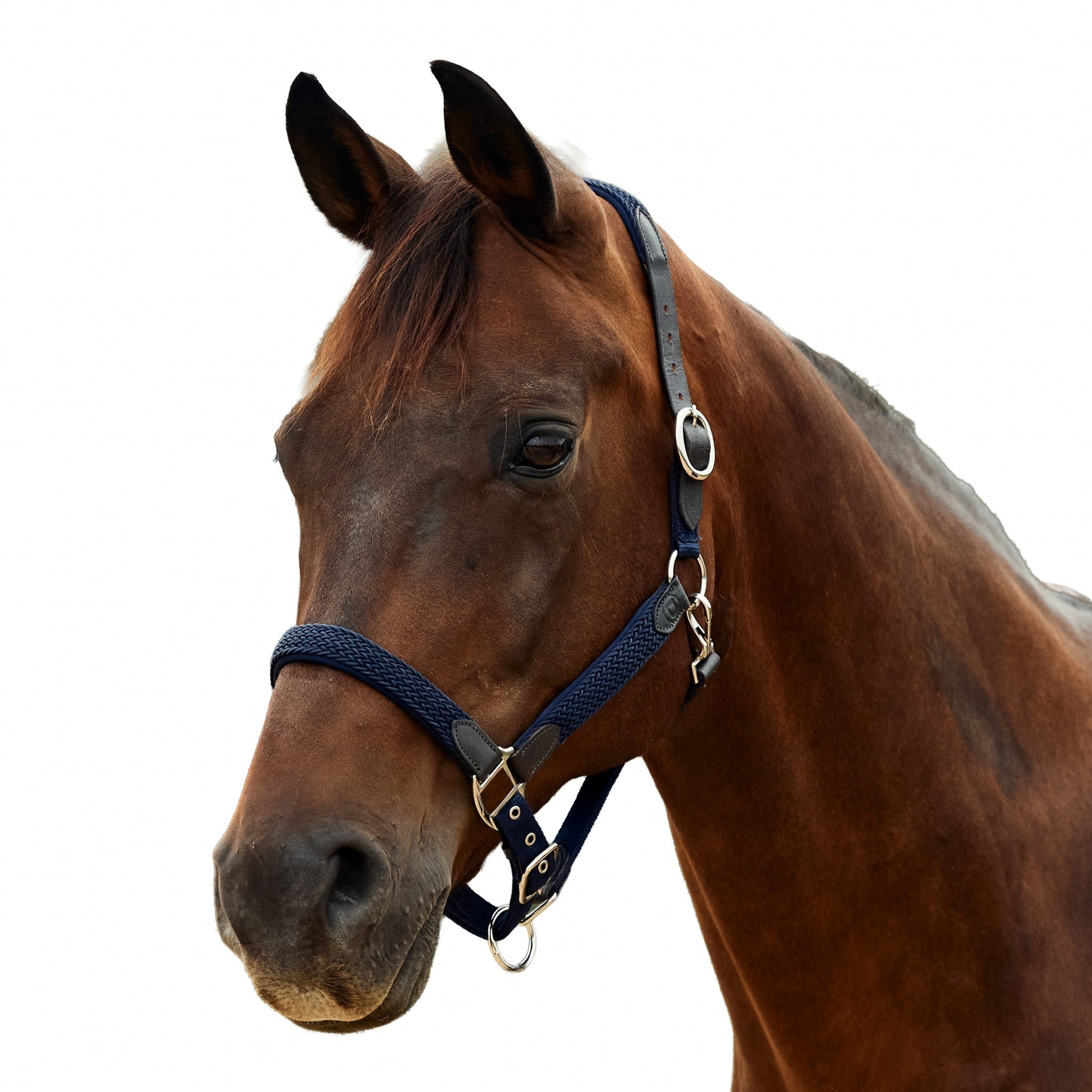 Dublin Braided Leather Headcollar