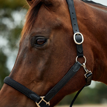 Dublin Braided Leather Headcollar