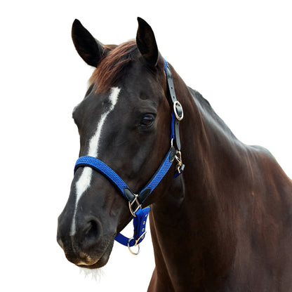 Dublin Braided Leather Headcollar