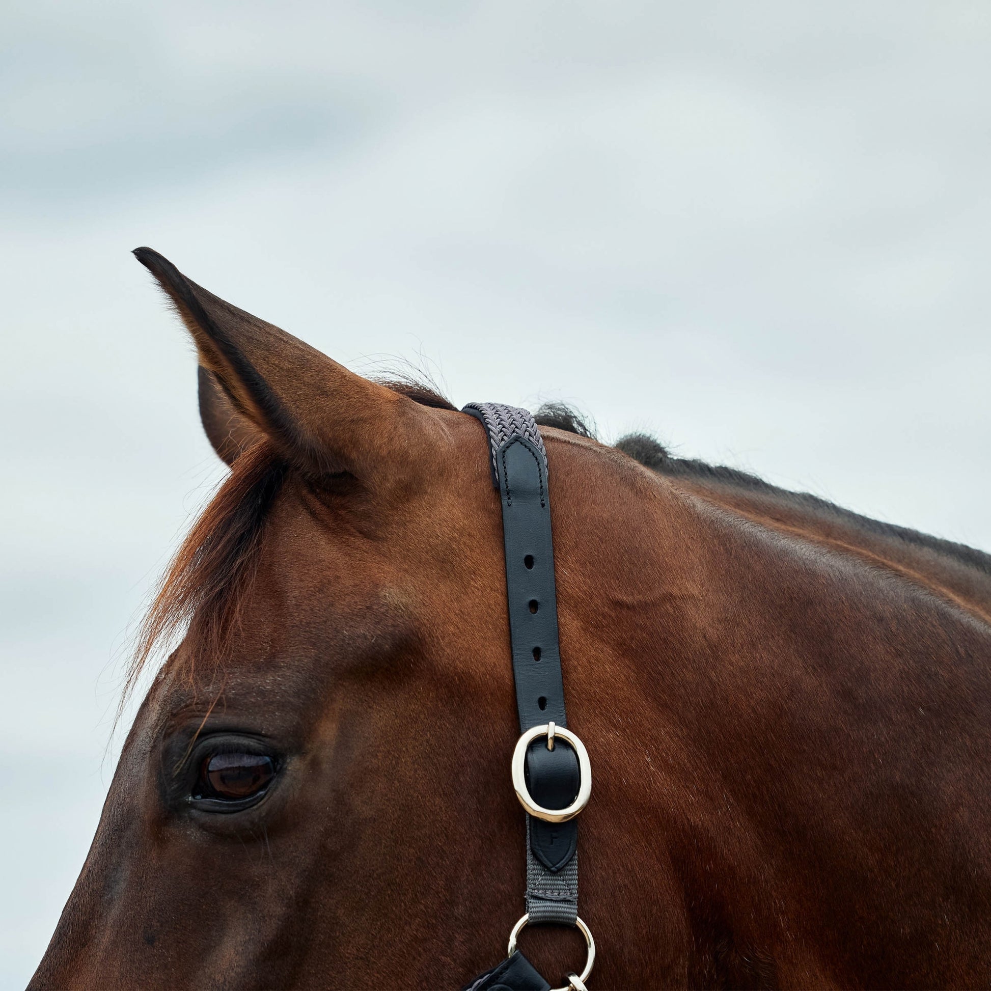 Dublin Braided Leather Headcollar
