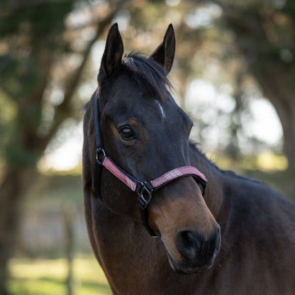 Kensington Reflective Nylon Halter