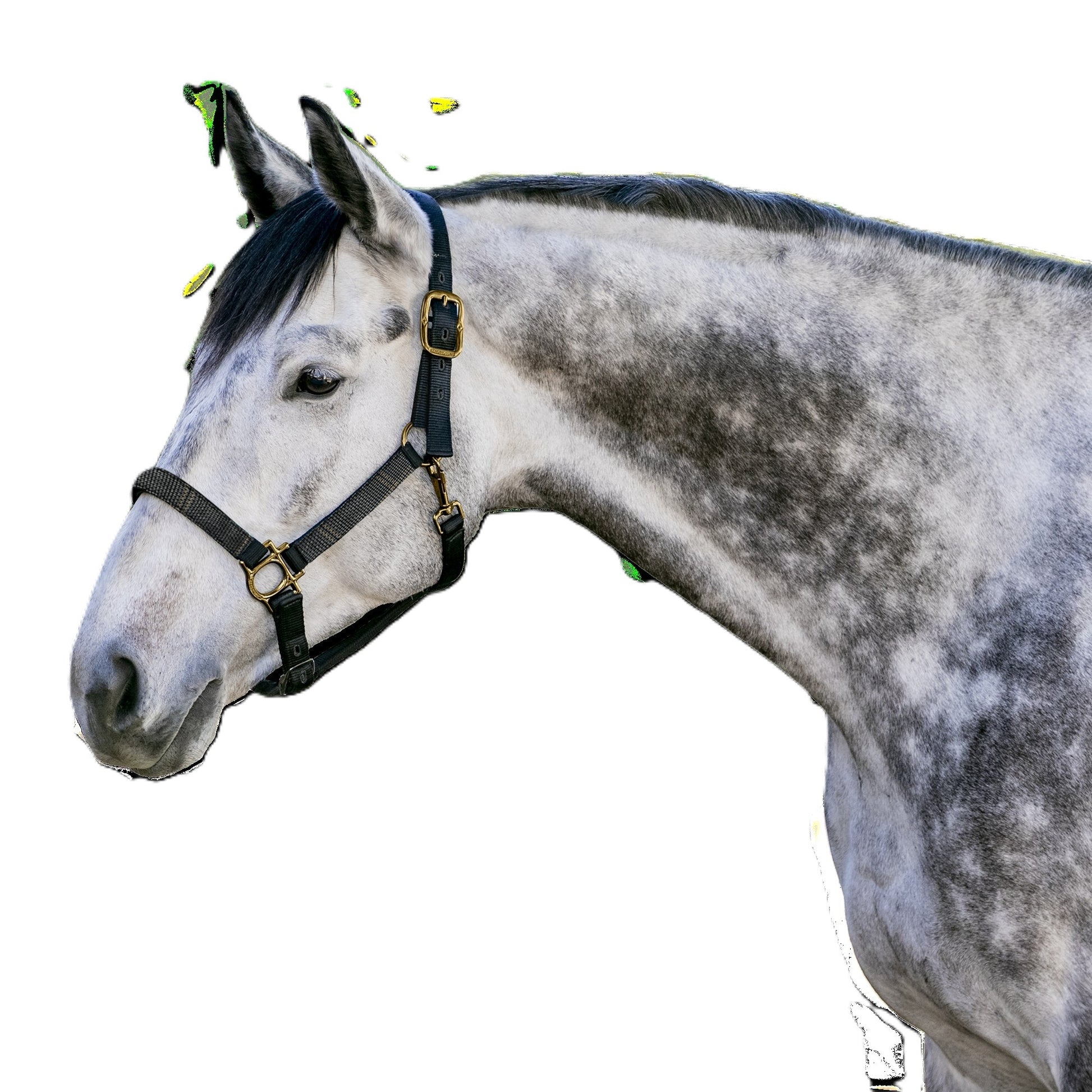 Kensington Reflective Nylon Halter