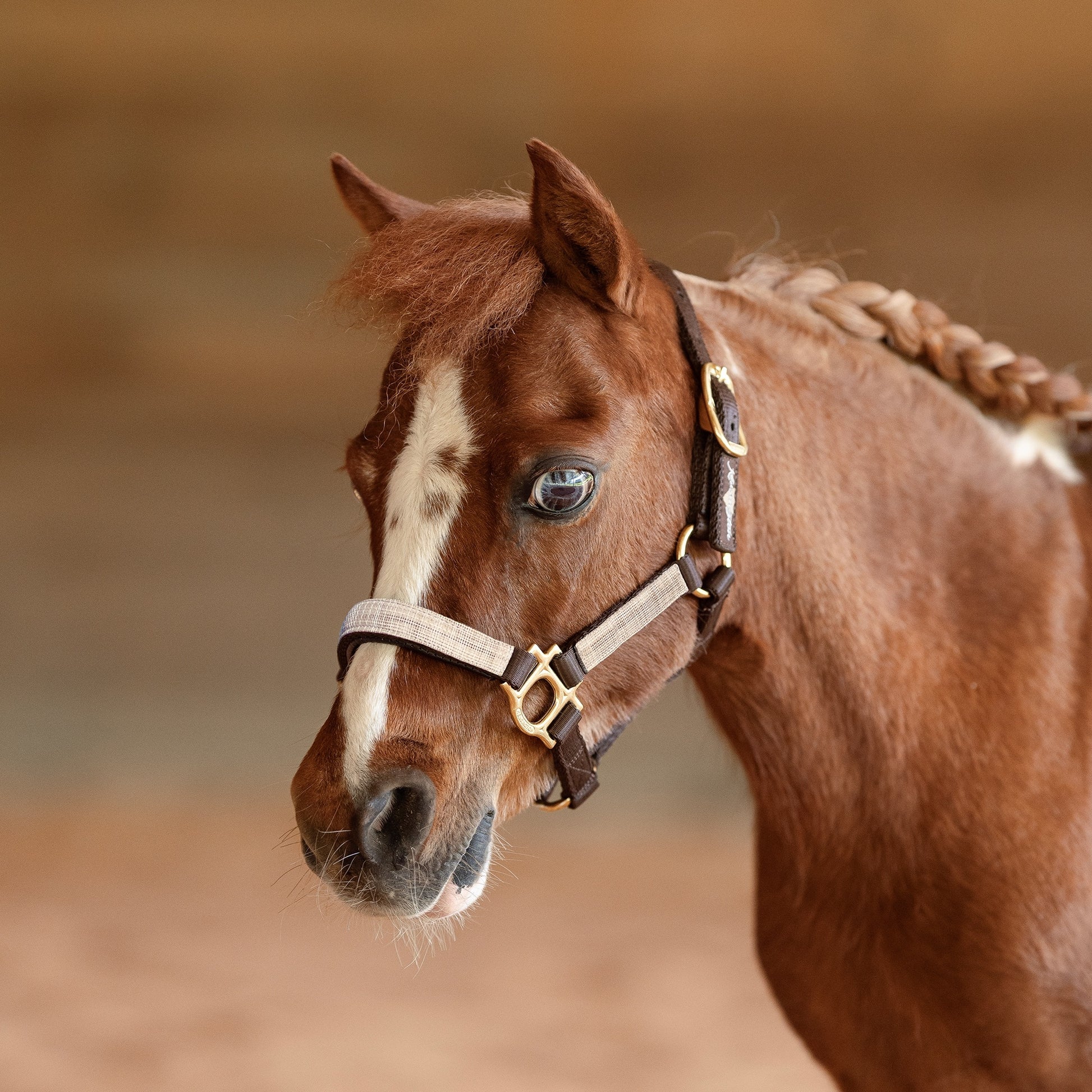 Kensington Mini Reflective Nylon Halter