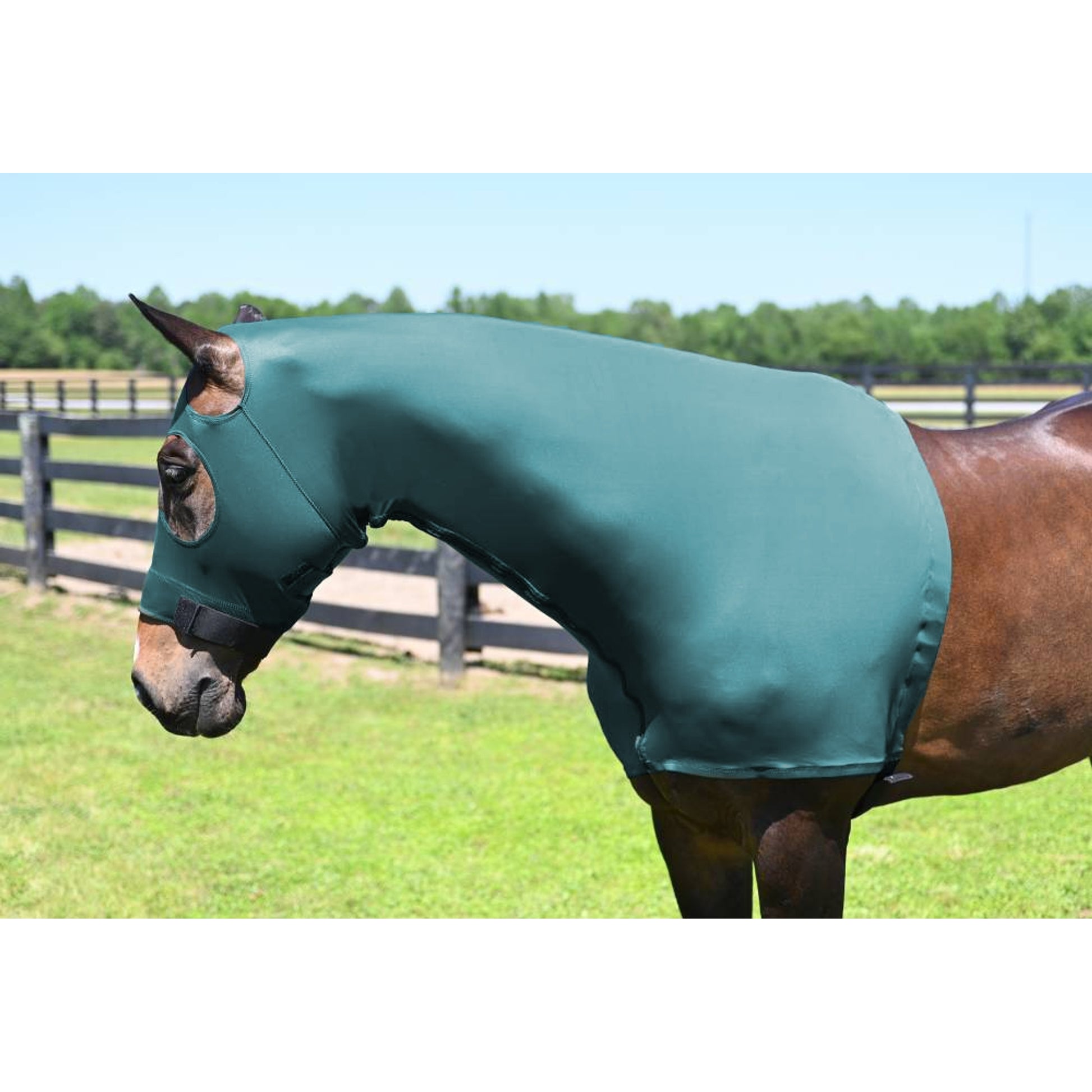 5-362195_turquoise.jpg