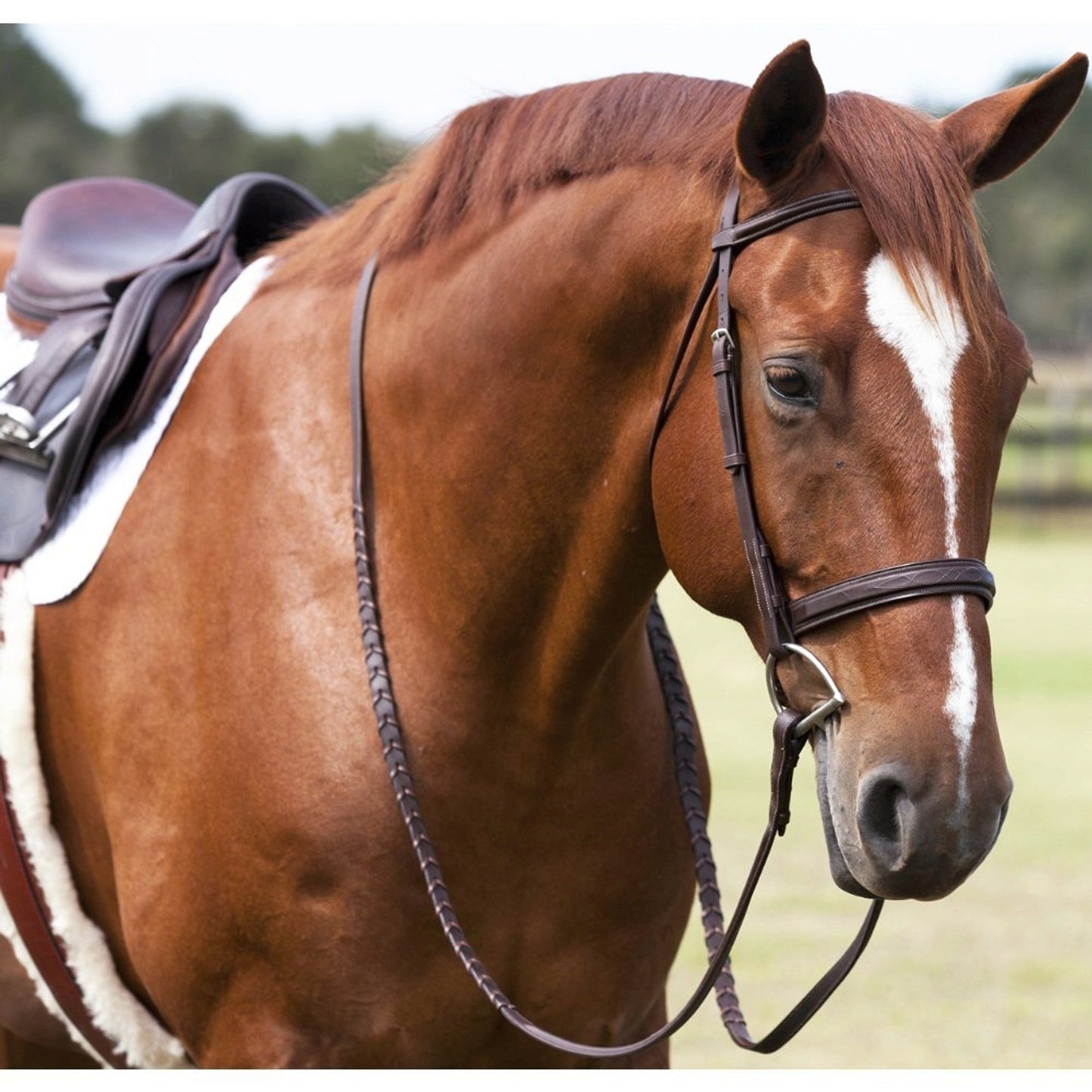 5-855213-fancystitchbridlehorselifestyle.jpg