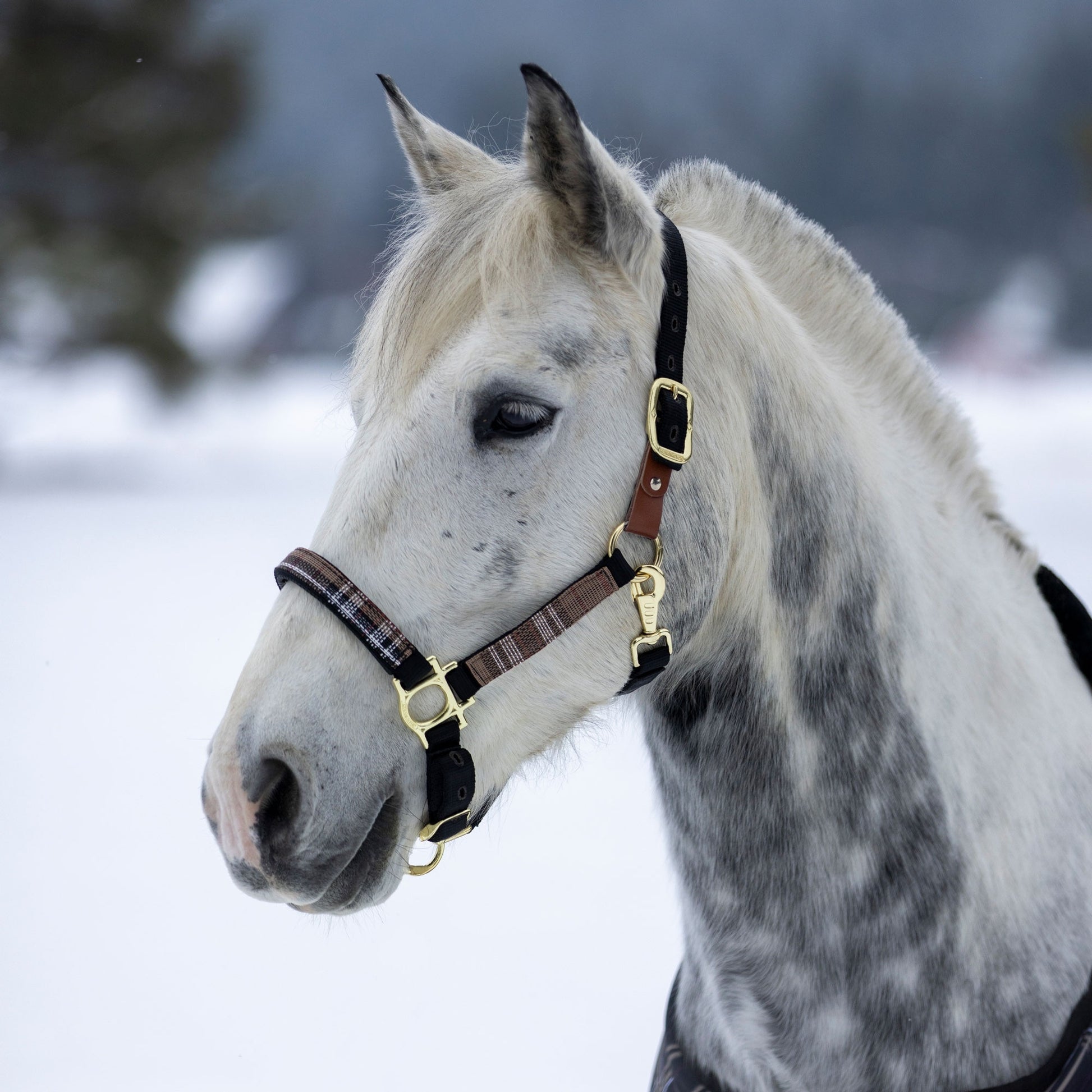 Kensington Breakaway Halter
