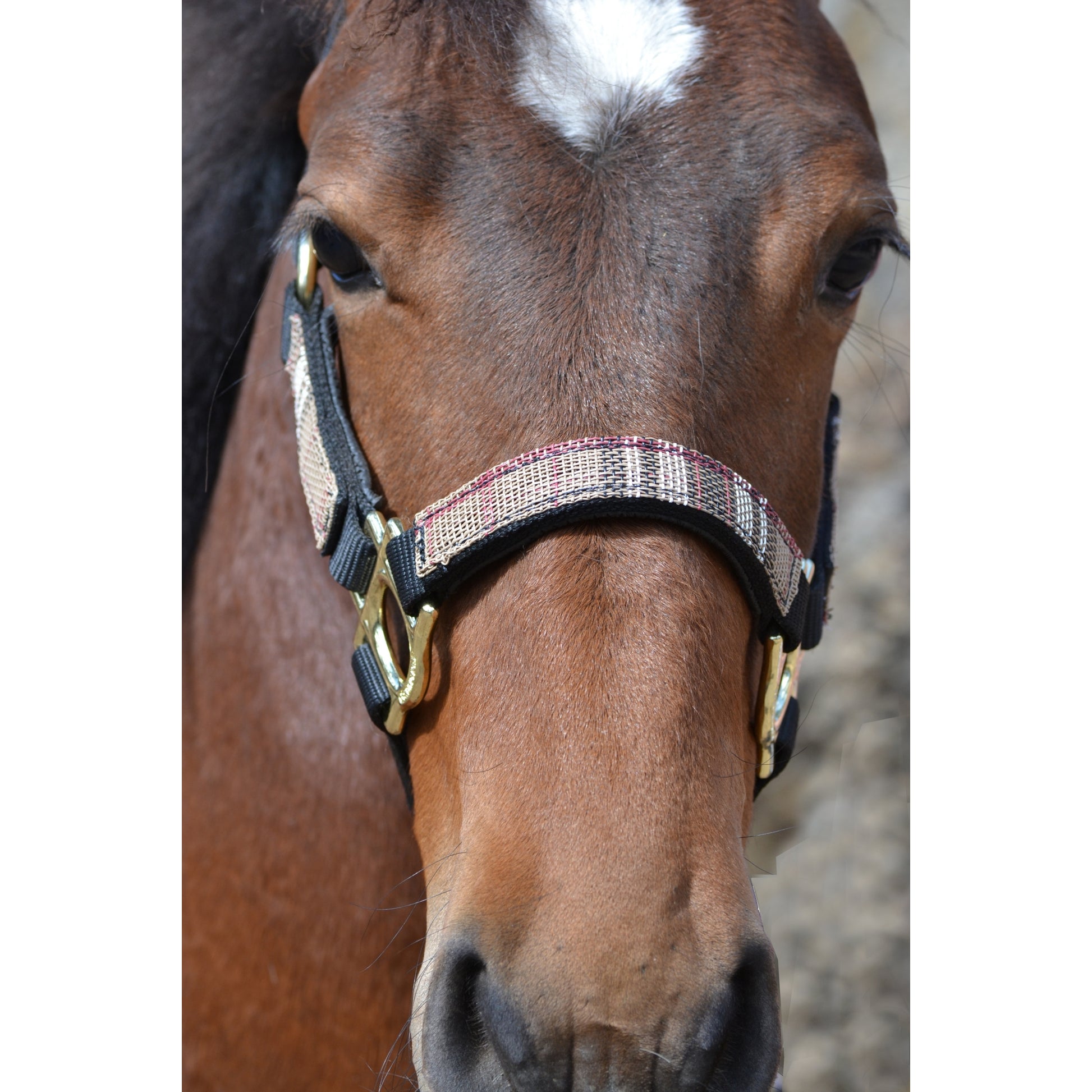 Kensington Halter NB