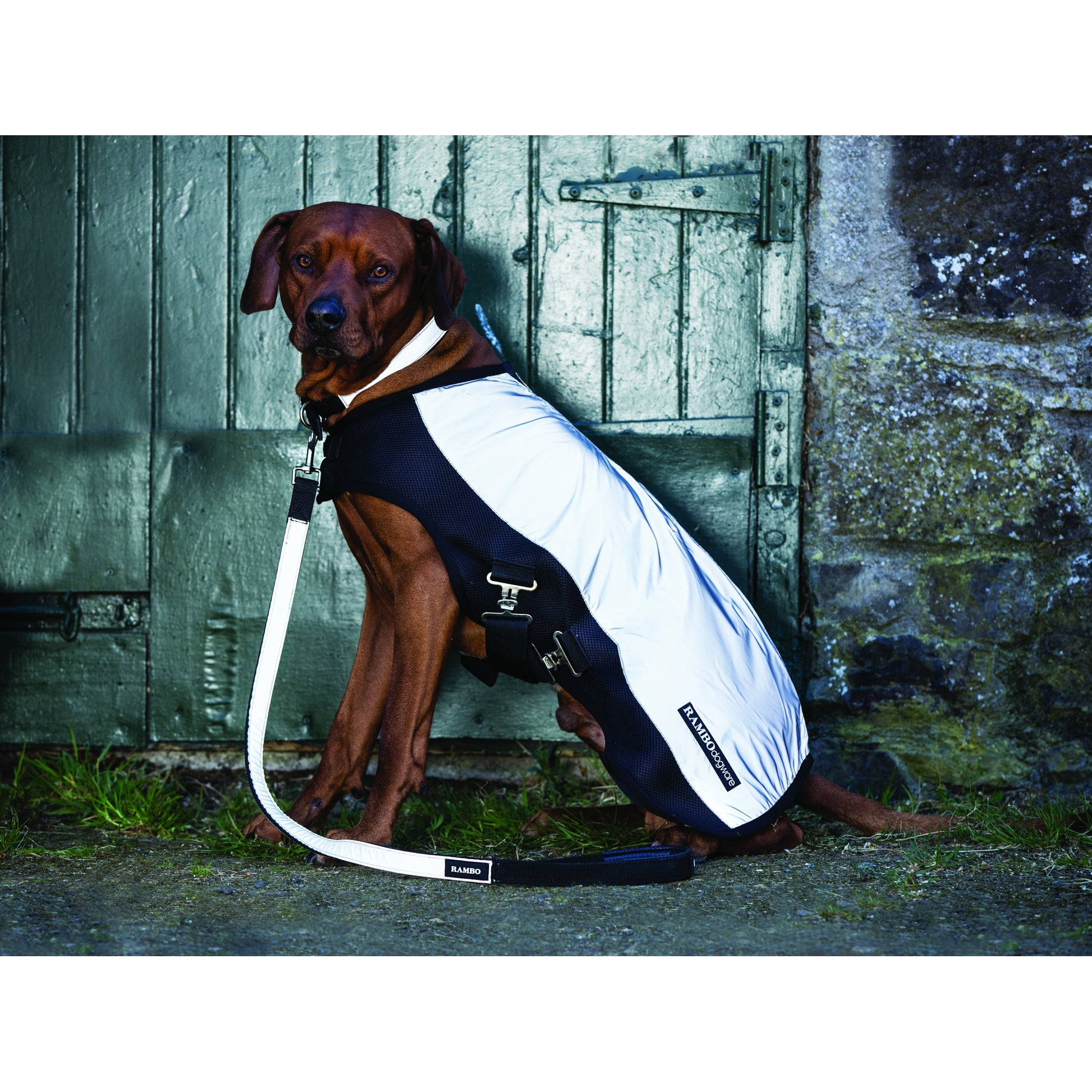 Rambo Dog Leash Large Witney/Gold