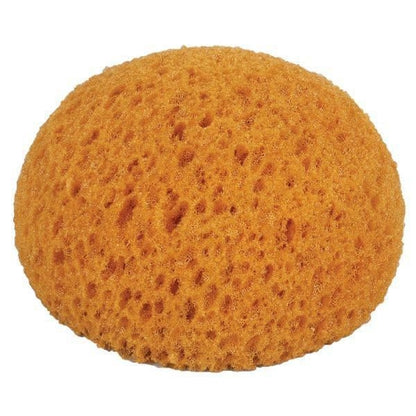 Honey Comb Form Hydra Sponge