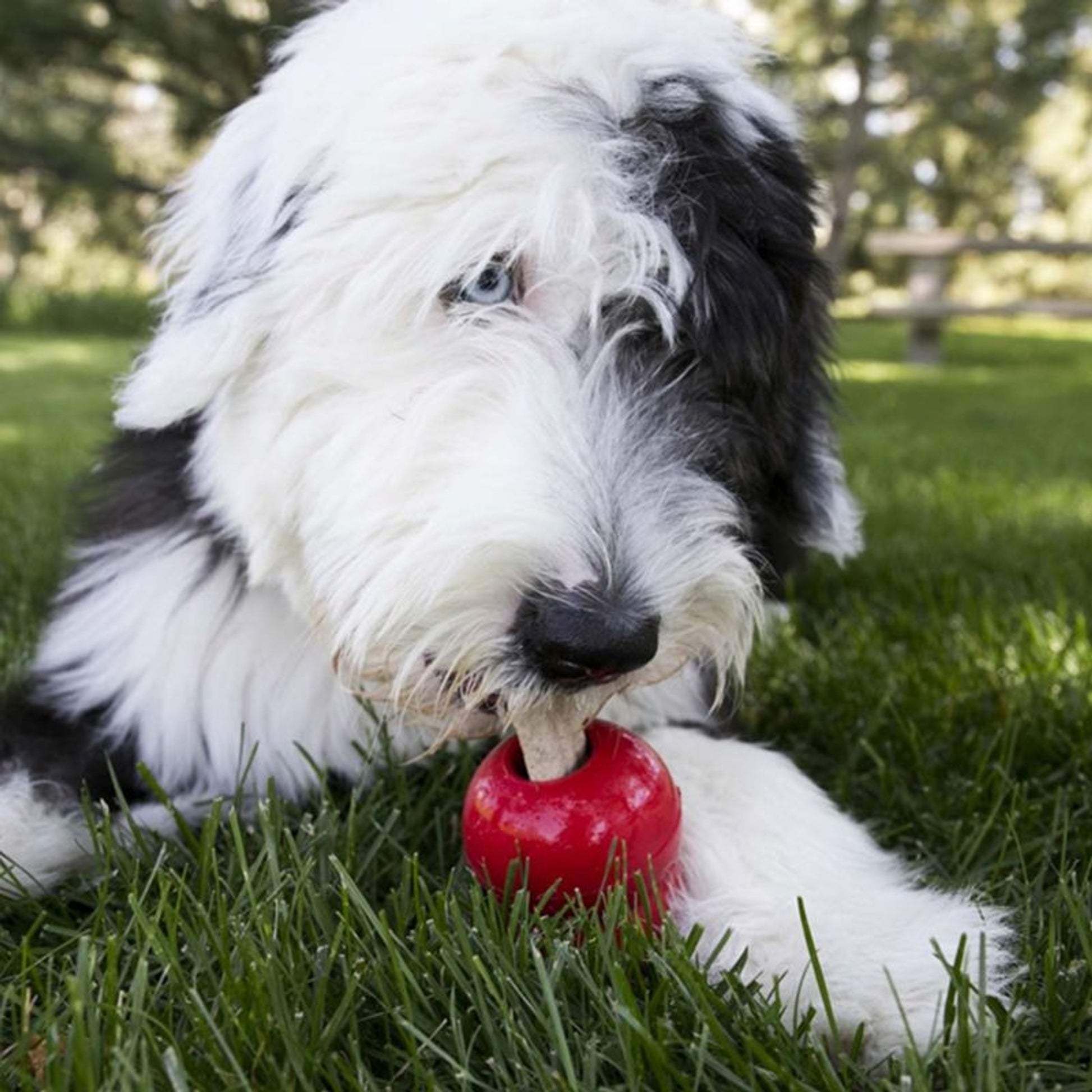 KONG Ziggies Dog Treat