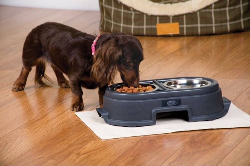 Recycled Plastic Healthy Pet Elevated Feeder