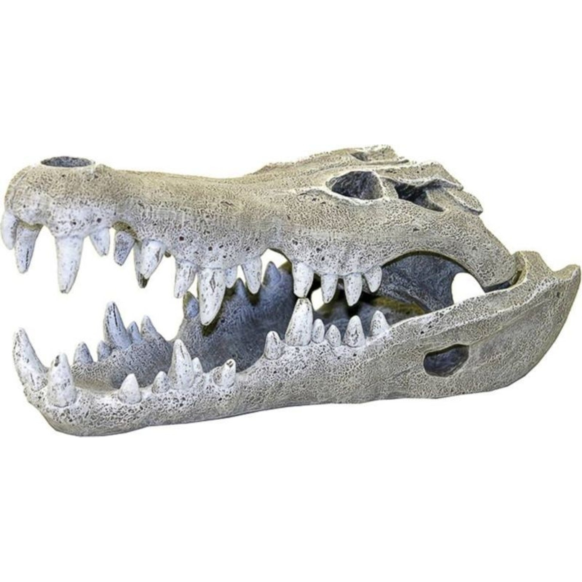 Blue Ribbon Nile Crocodile Skull Ornament
