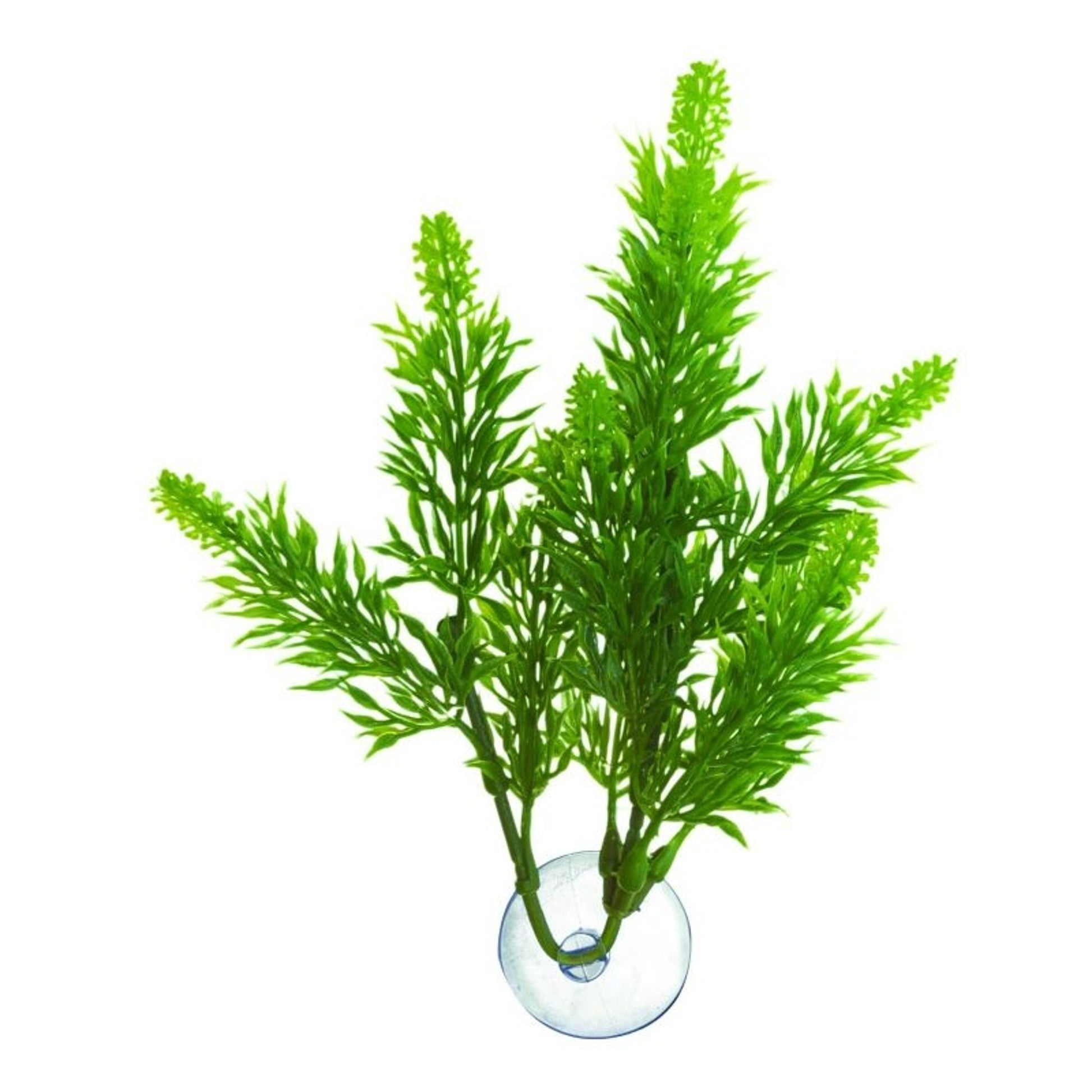 ZooMed Betta Salvia Plant
