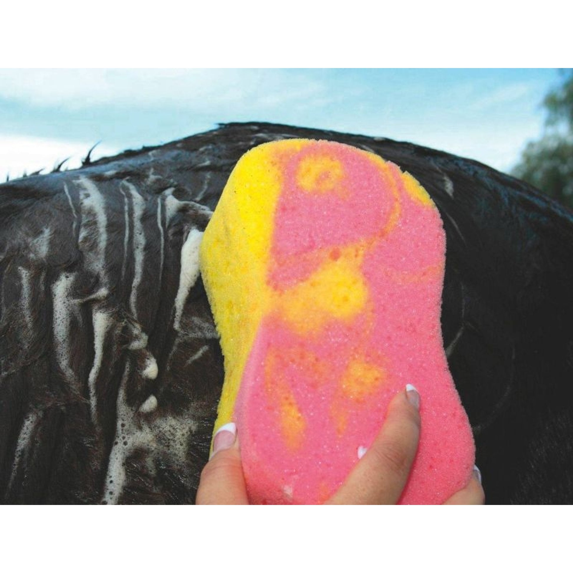 Tie Dye Sponge
