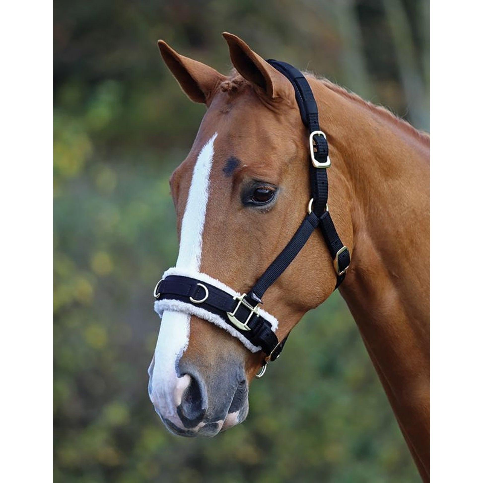 Shires Fleece Lined Lunge Cavesson