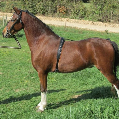 Ozark Leather Bitting