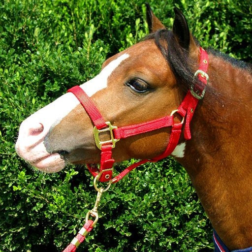 Ozark Mini Premium Nylon Halter