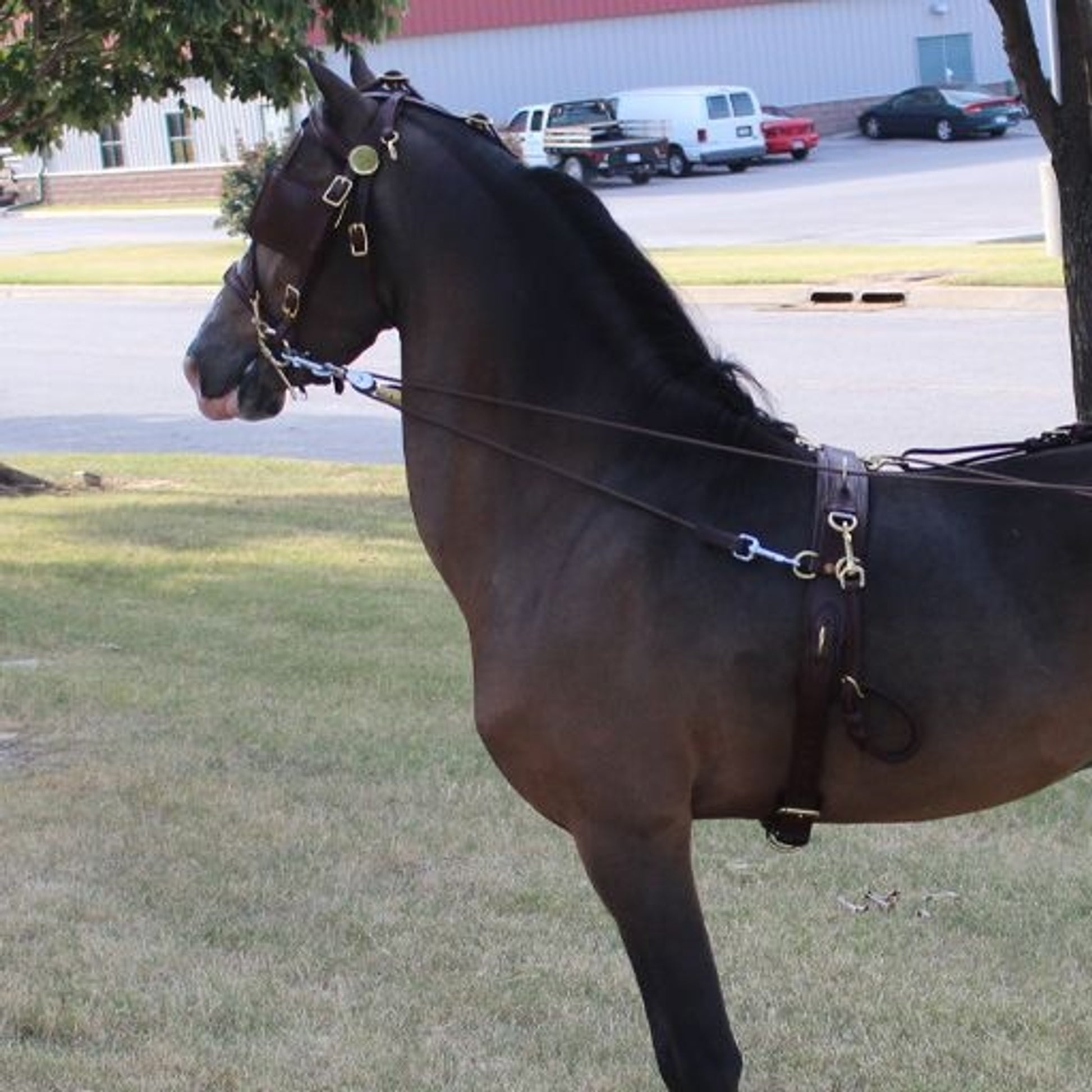 Ozark Kildow Driving Headstall With Blinders