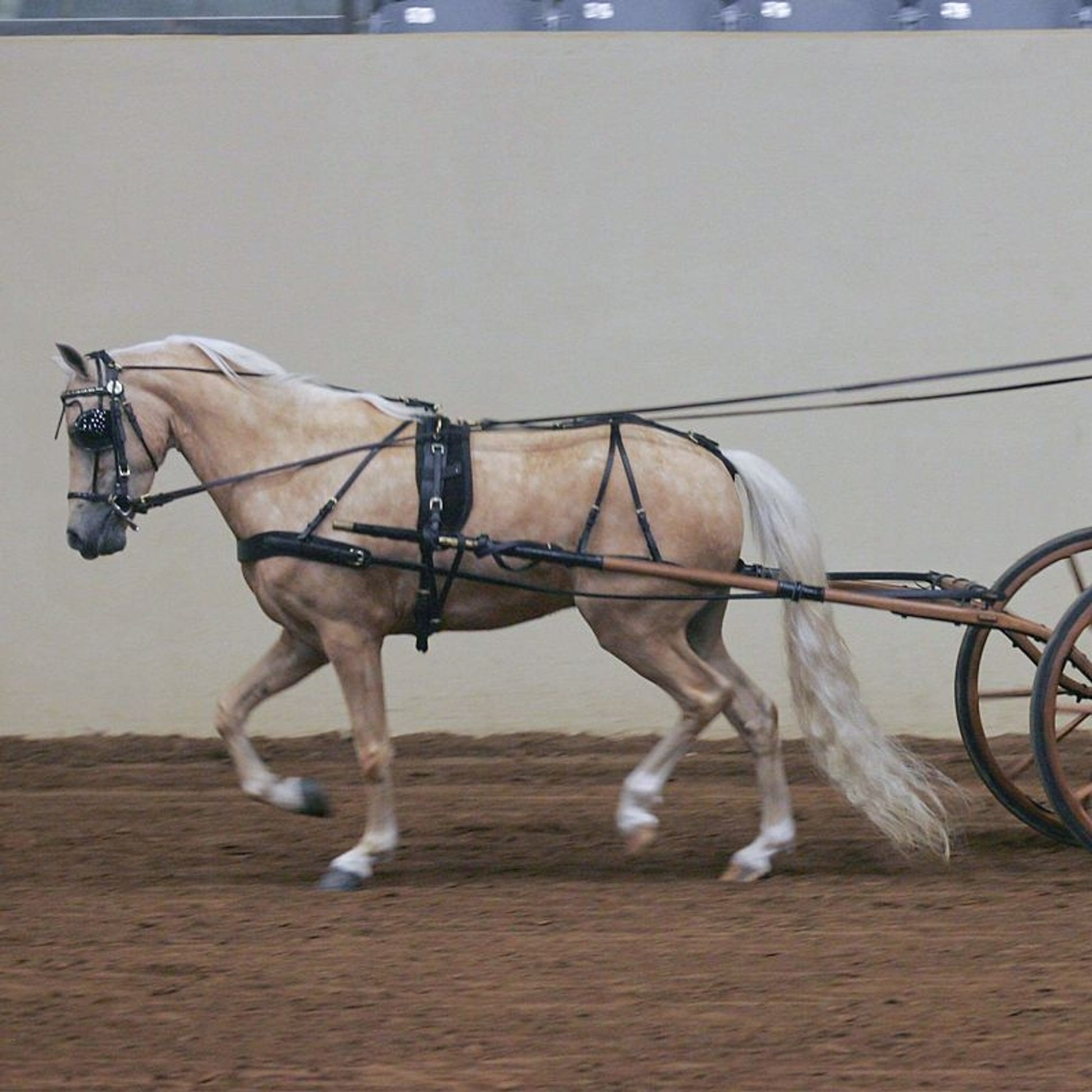Ozark V Carriage Harness