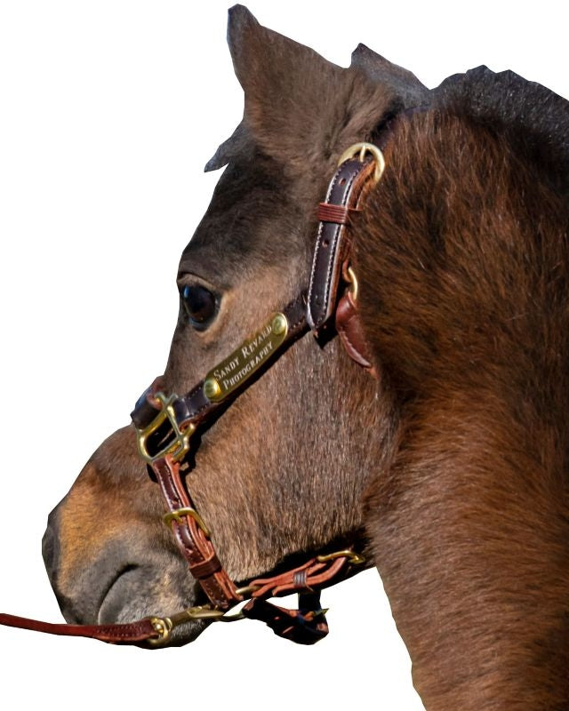 Ozark Mini Leather Halter with 2 Person Brass Tag