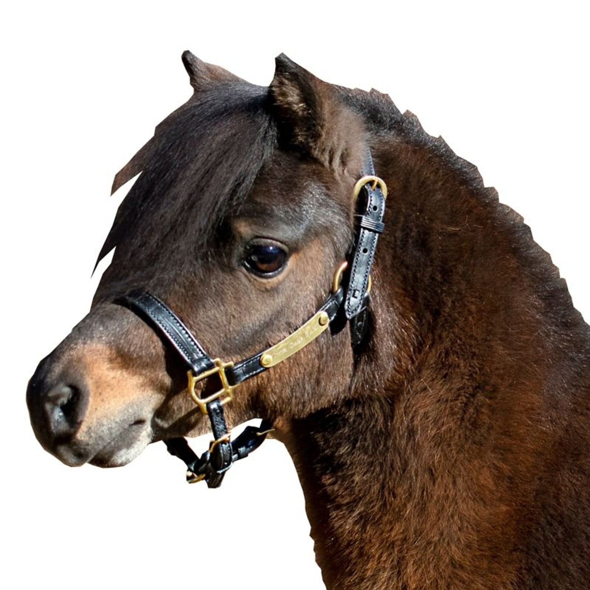 Ozark Mini Leather Halter with 2 Person Brass Tag