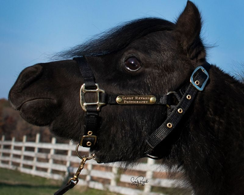 Ozark Mini/Pony Personalized Nylon Halter
