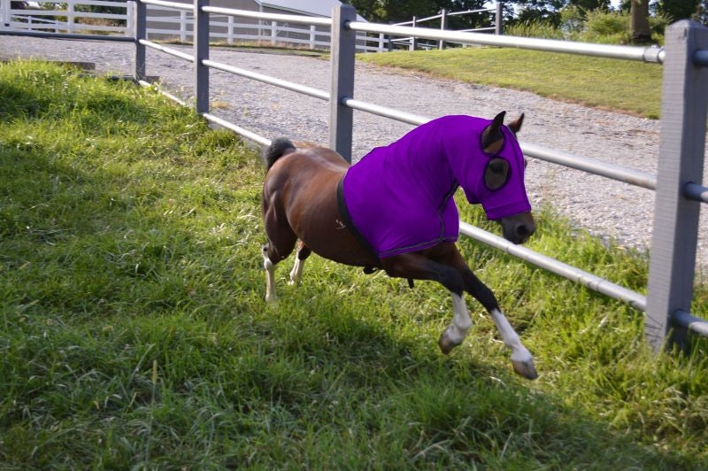 Ozark Mini/Pony Lycra Hood with Zipper