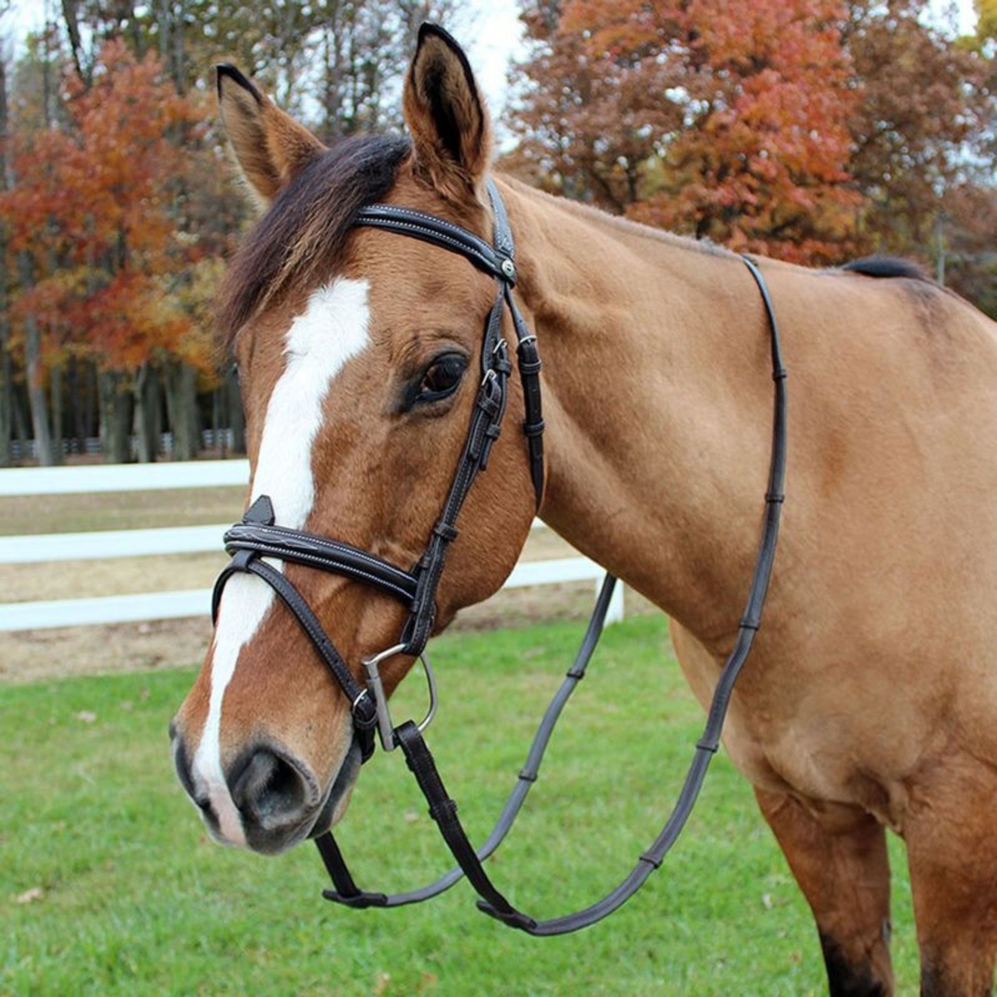 HDR Kushy Bridle with Flash Attachment