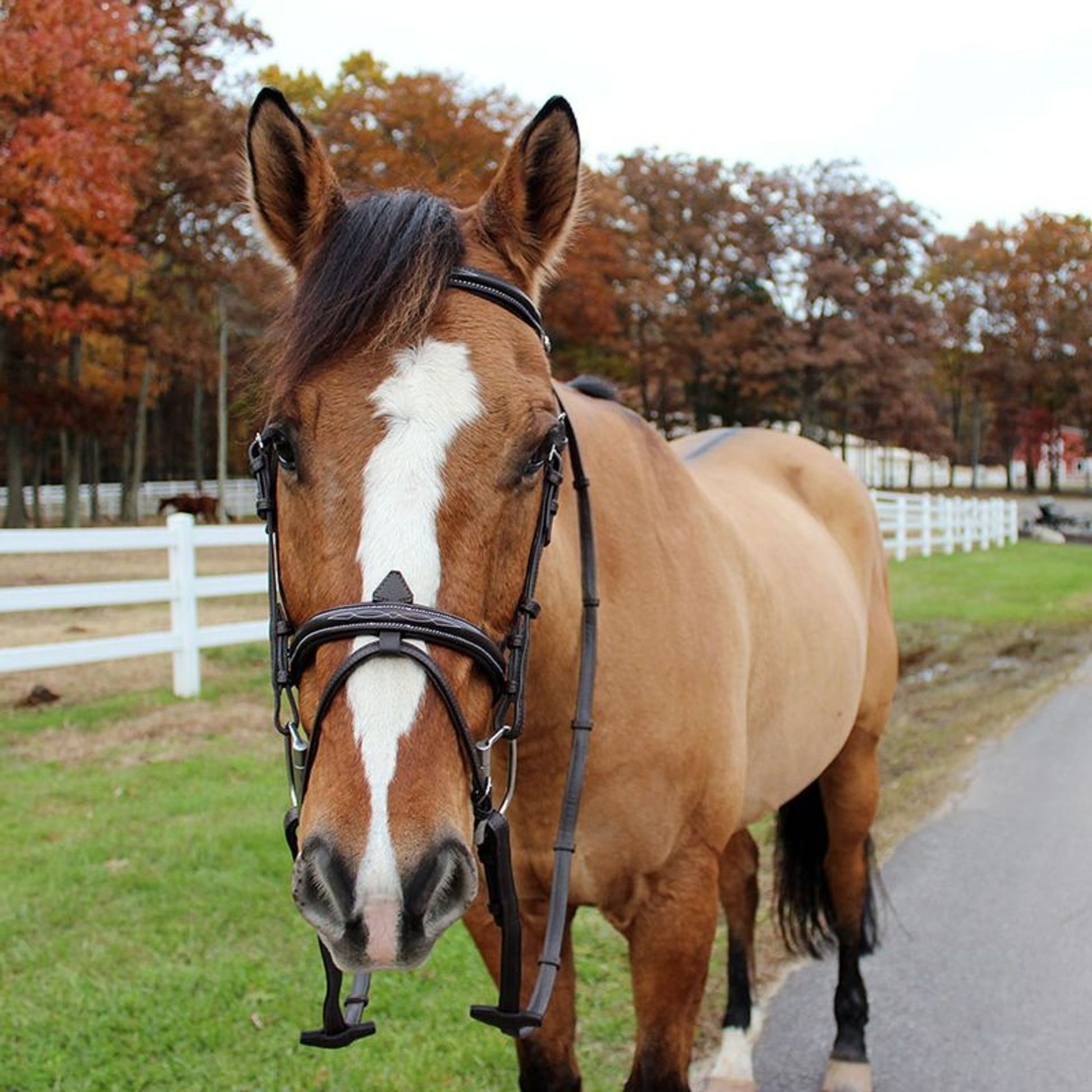 HDR Kushy Bridle with Flash Attachment
